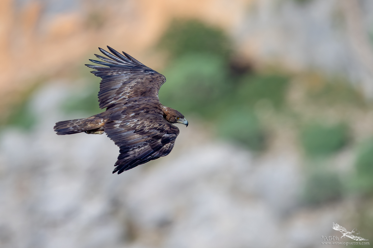 Dove osano le aquile