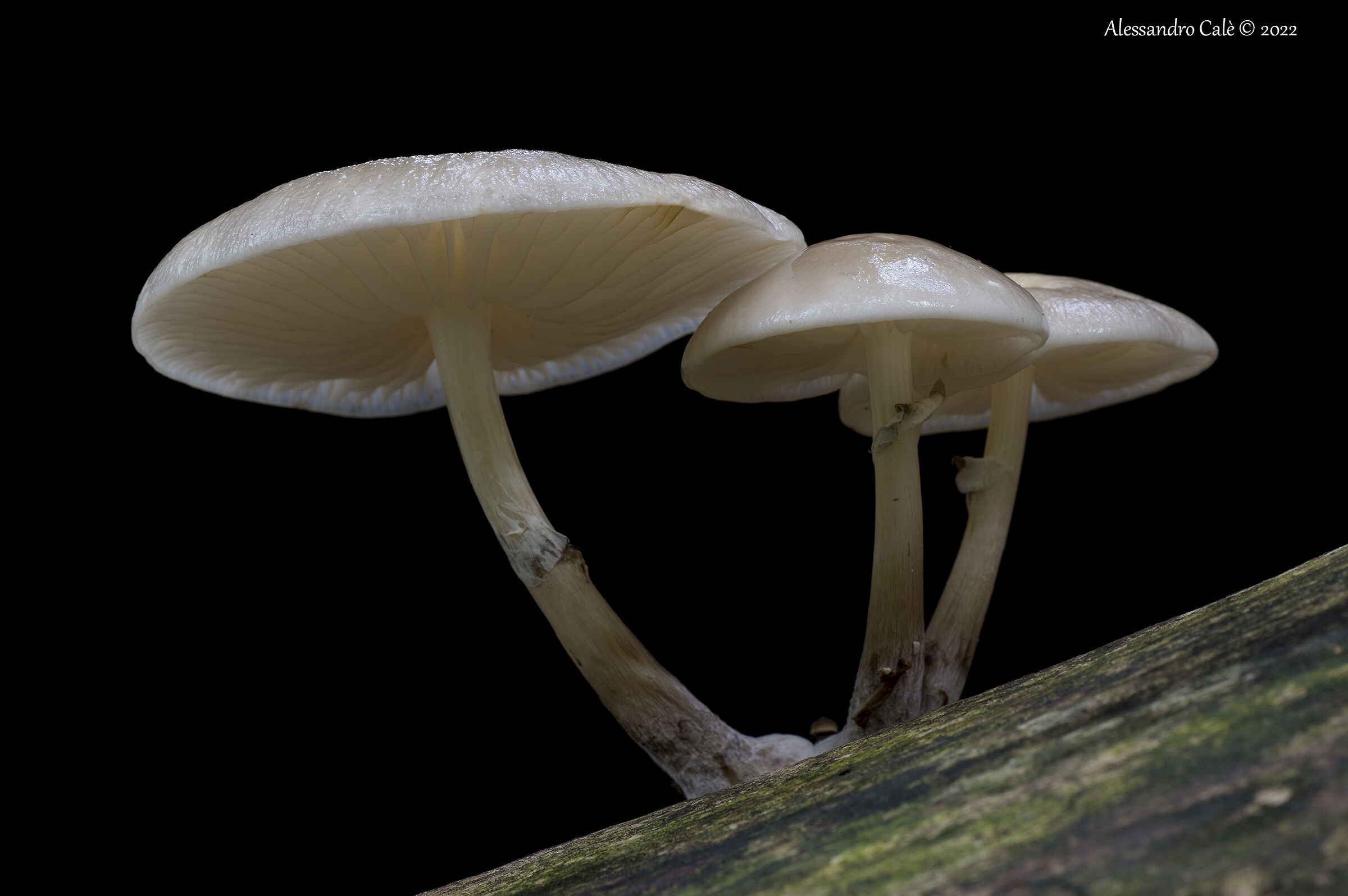 Mushrooms 8560