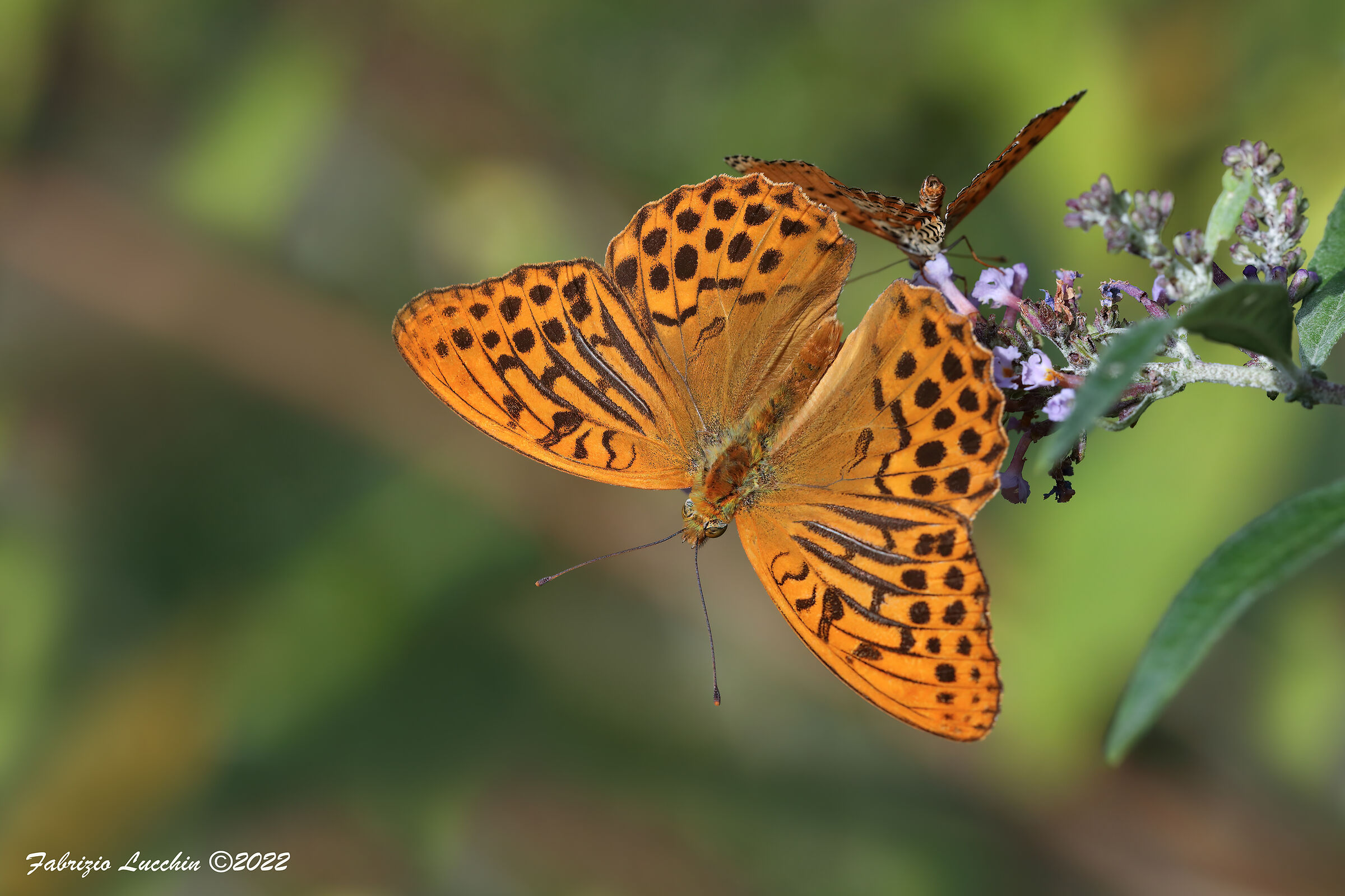 Argynnis paphia (male)