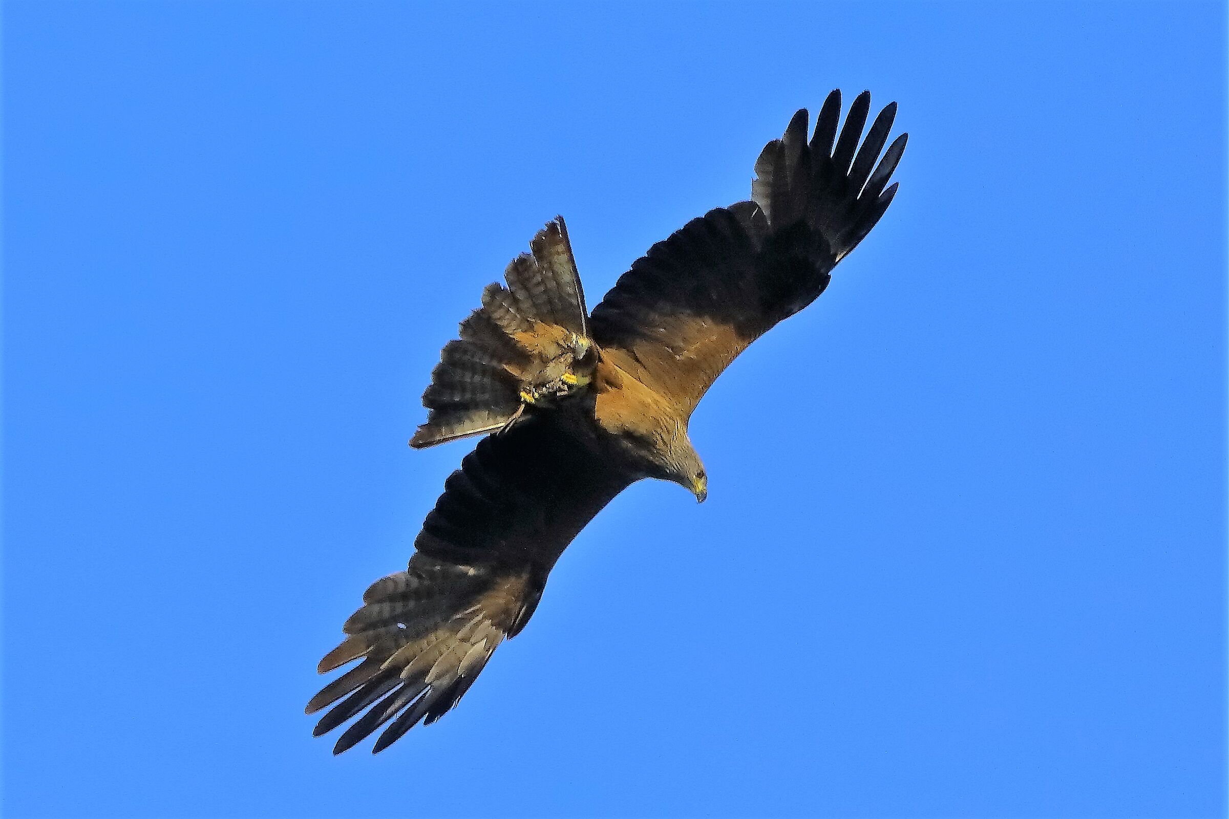 Nibbio bruno 06-06-2022