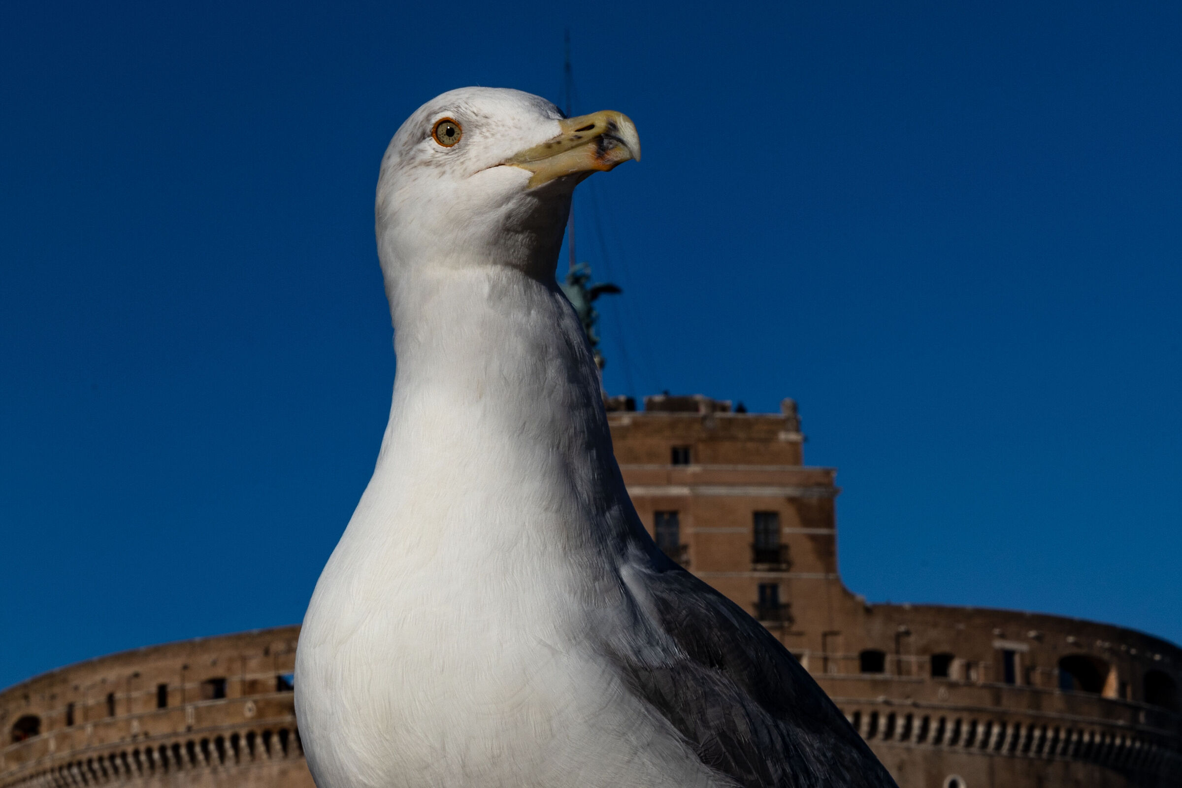 The seagull and the castle