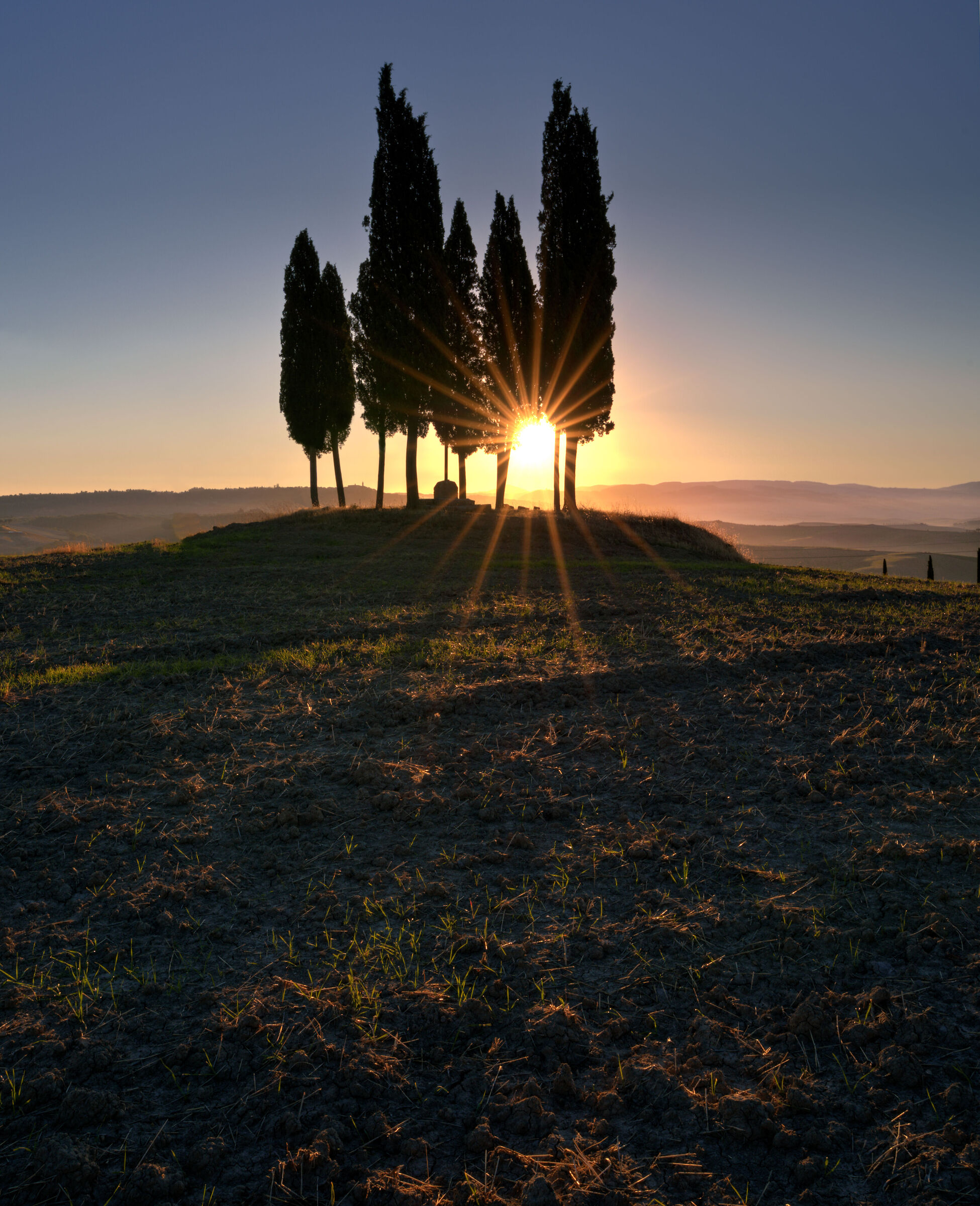 Daytime star among cypresses