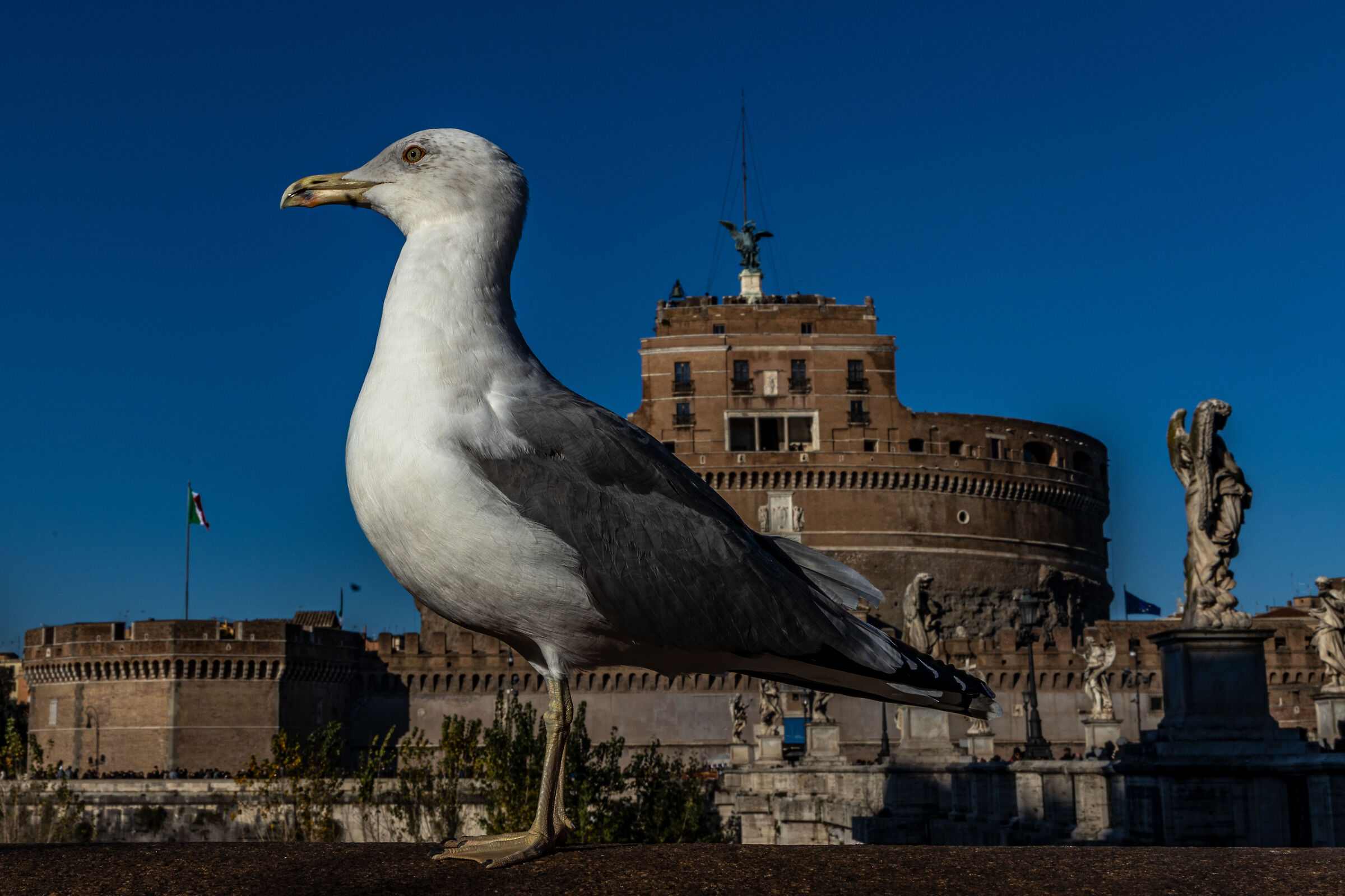 The seagull and the castle