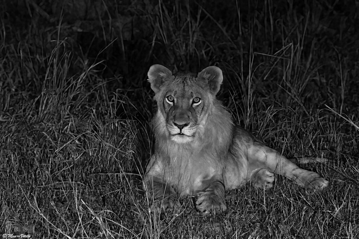 Safari notturno (Zambia)