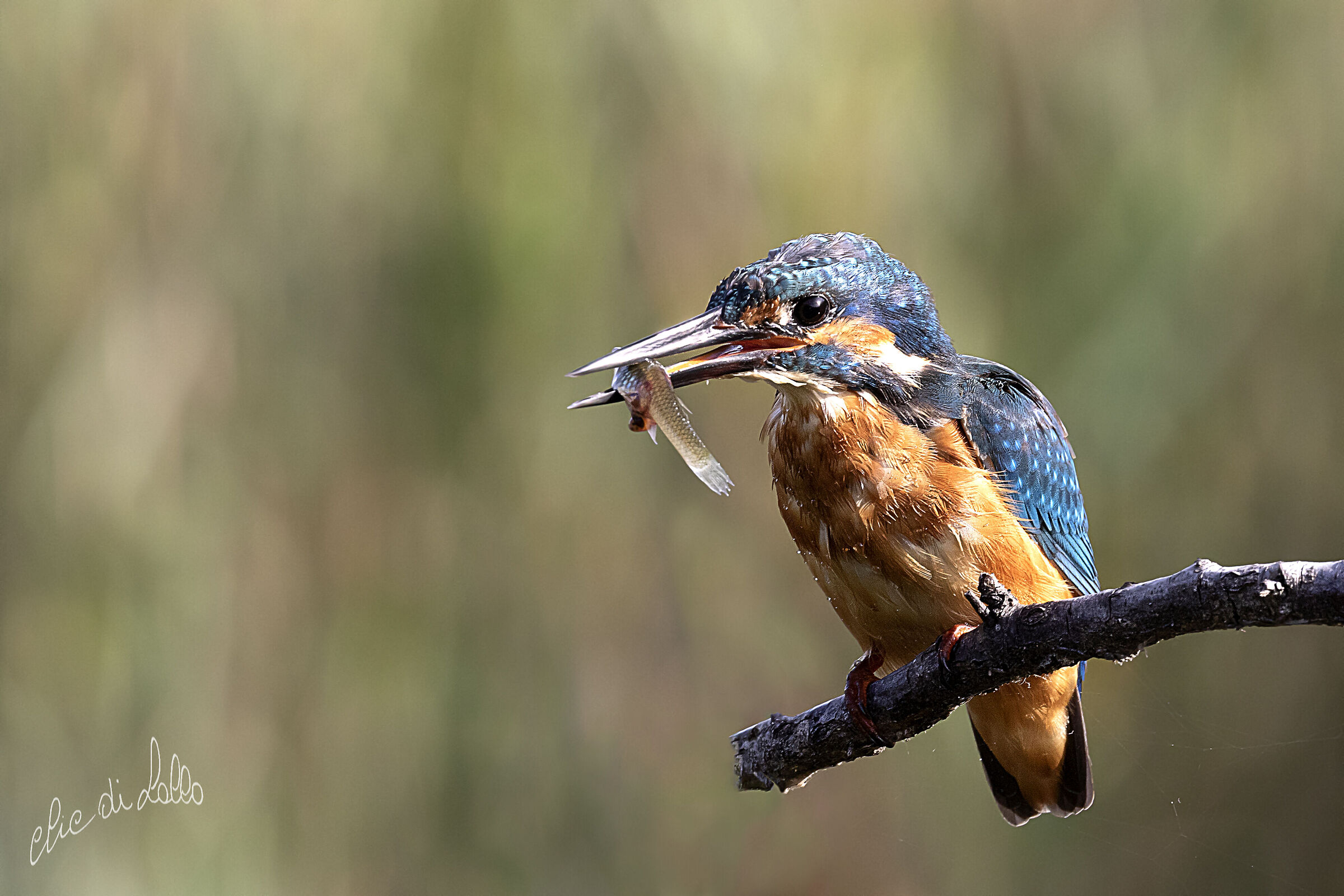 Martin pescatore con preda Ravenna