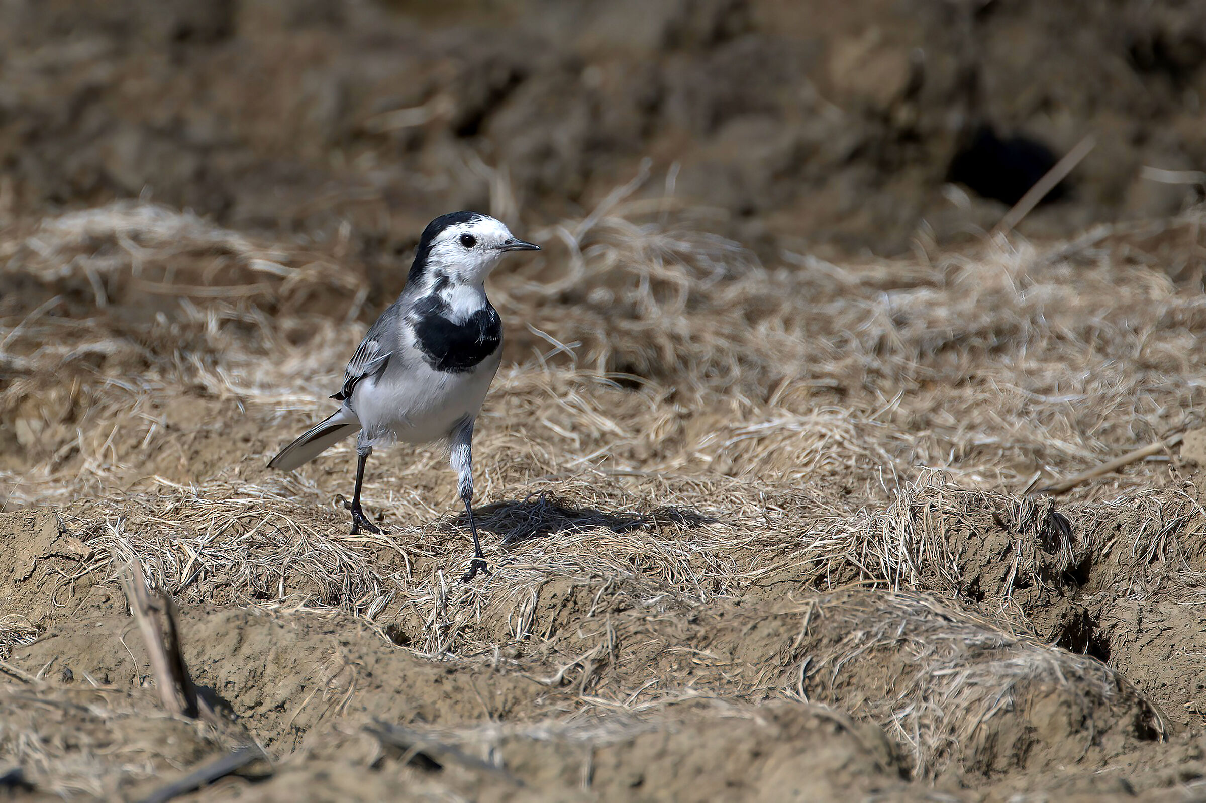 WHITE WAGTAIL