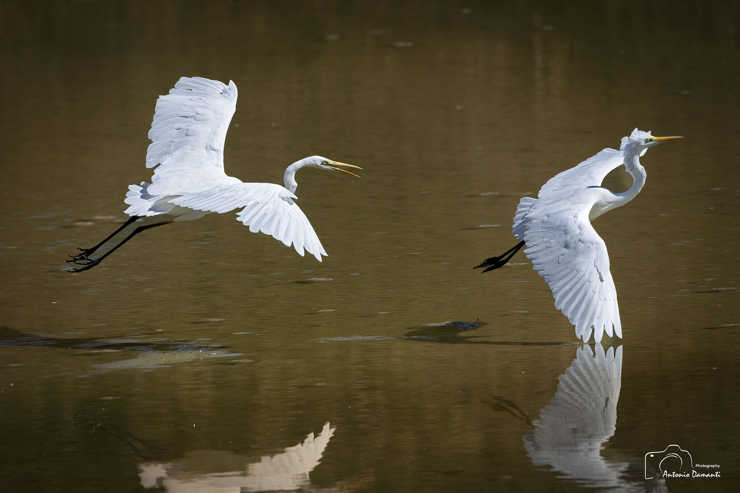 The chase