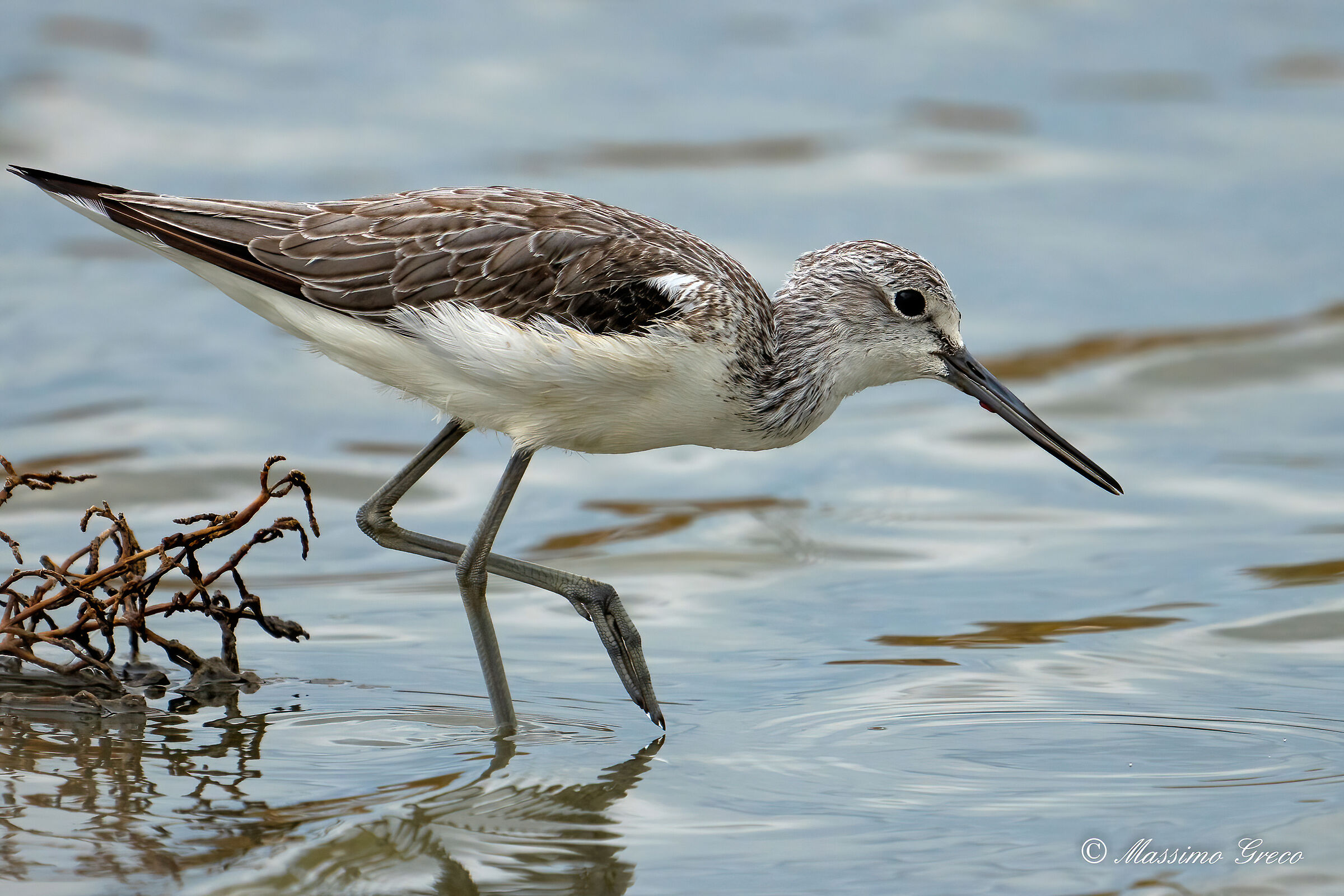 Pantana (Tringa nebularia)