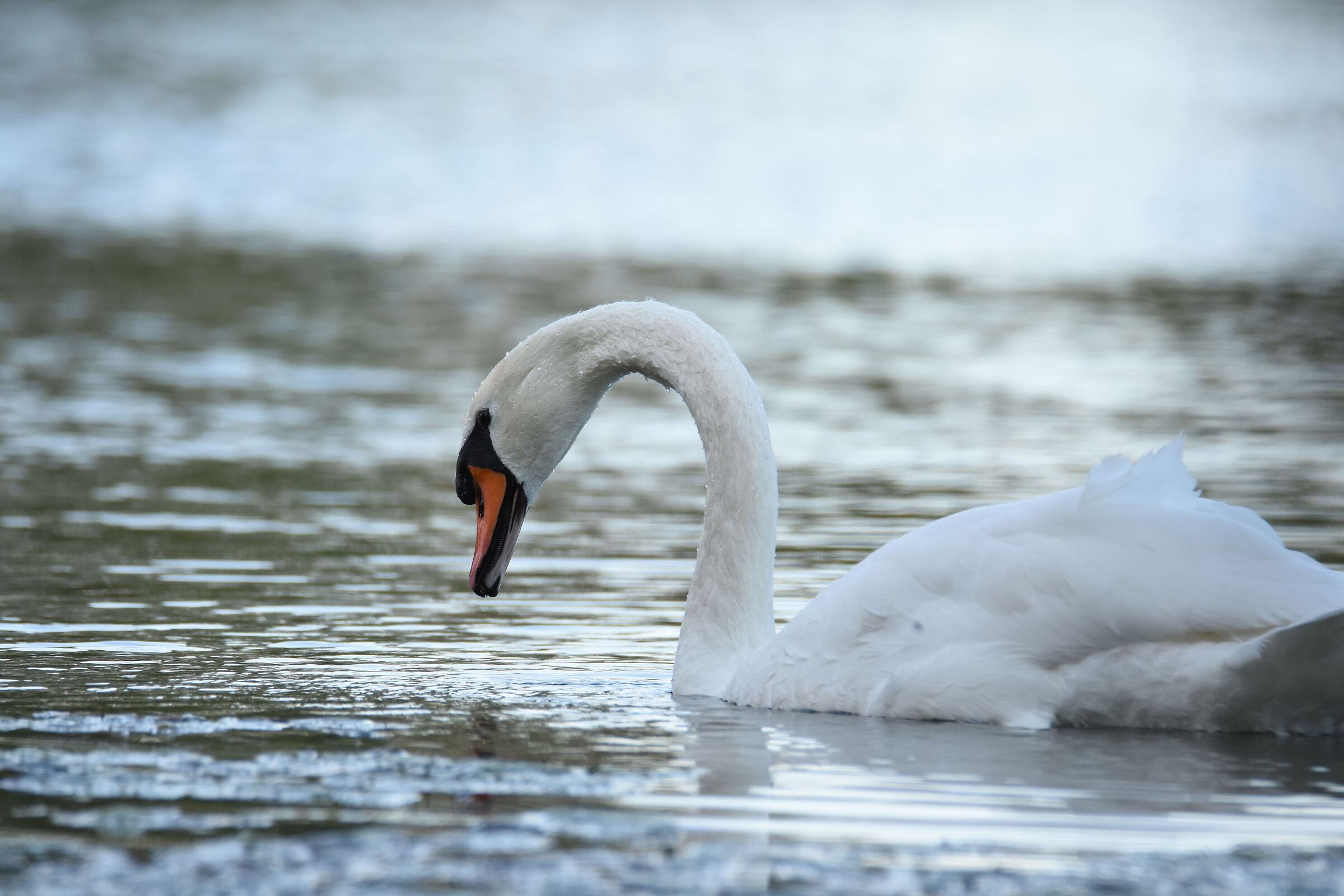 swan