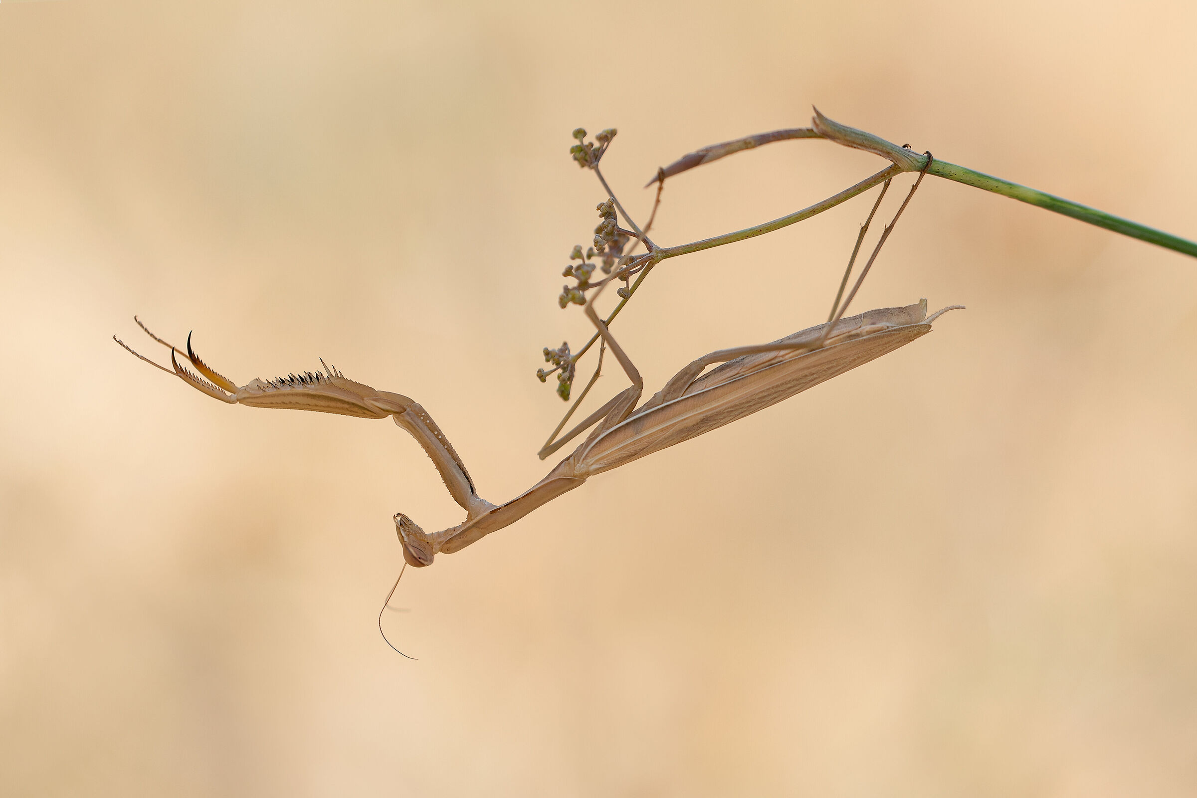 Il direttore d'orchestra