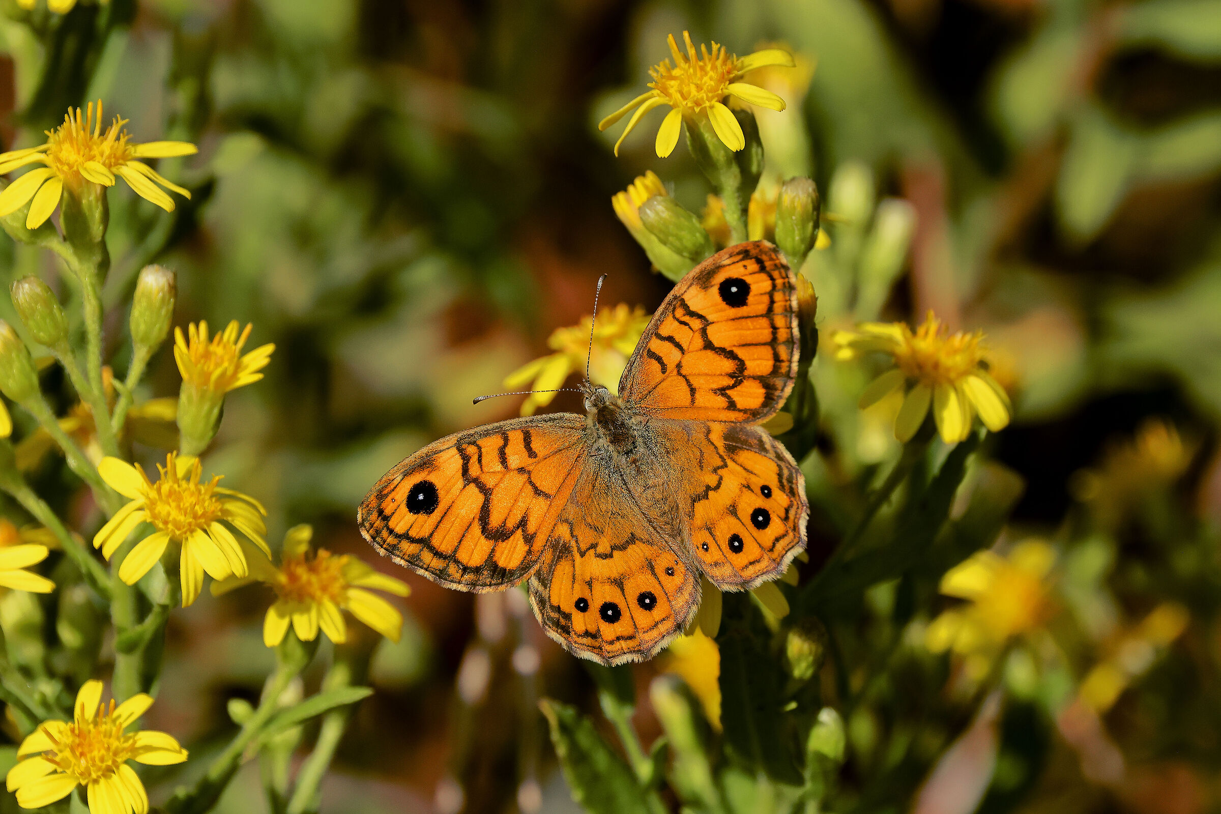 Delta butterflies