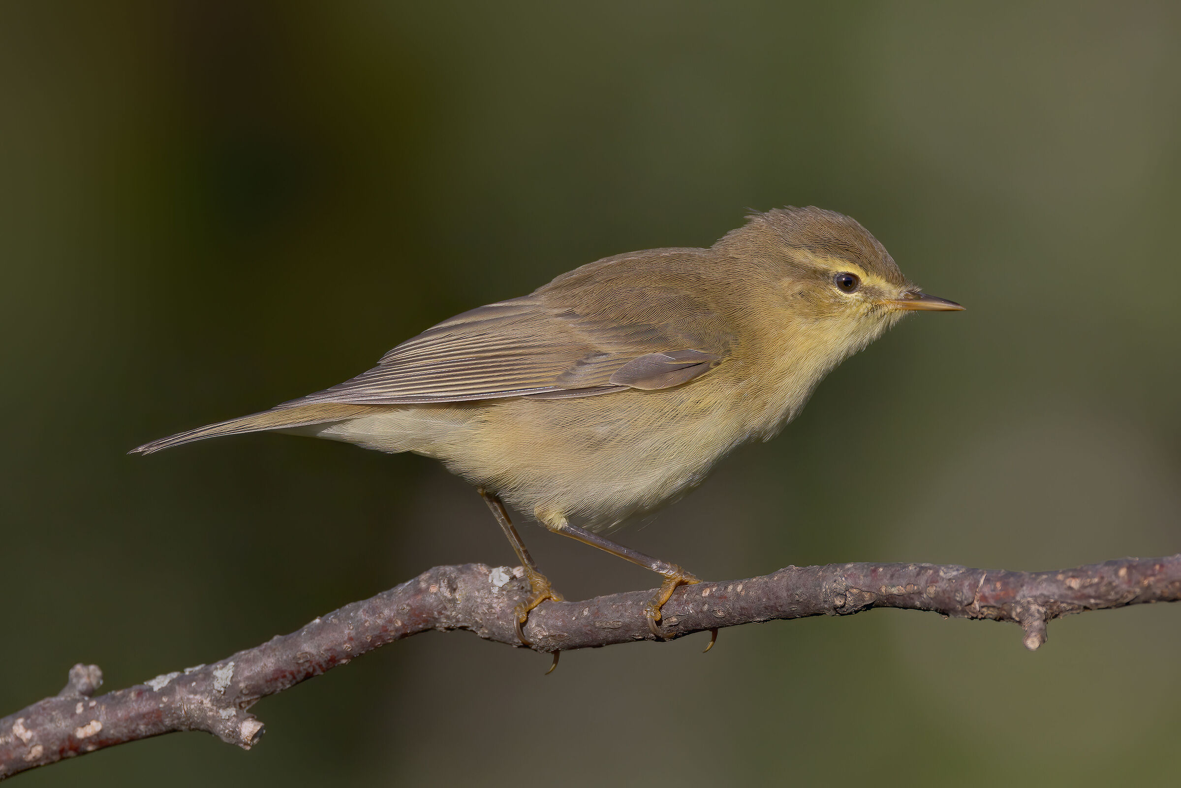 Luì grosso (Phylloscopus trochilus)