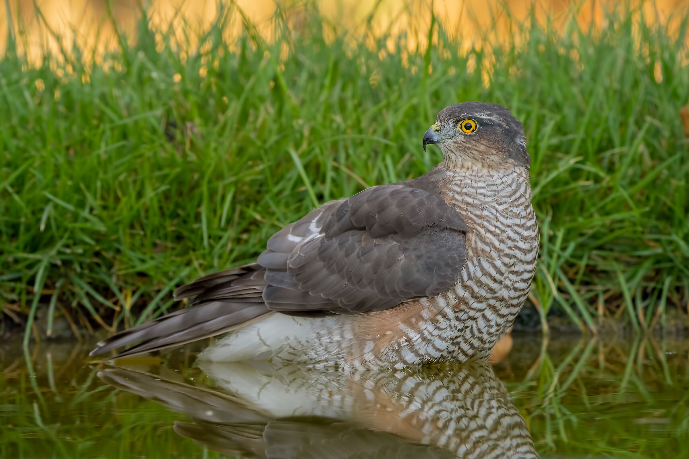 In all its splendor (Sparrowhawk)