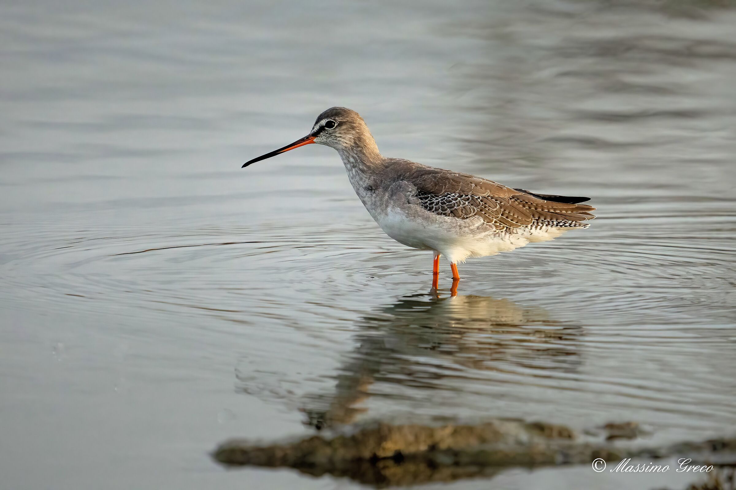 Gossip (Tringa totanus)