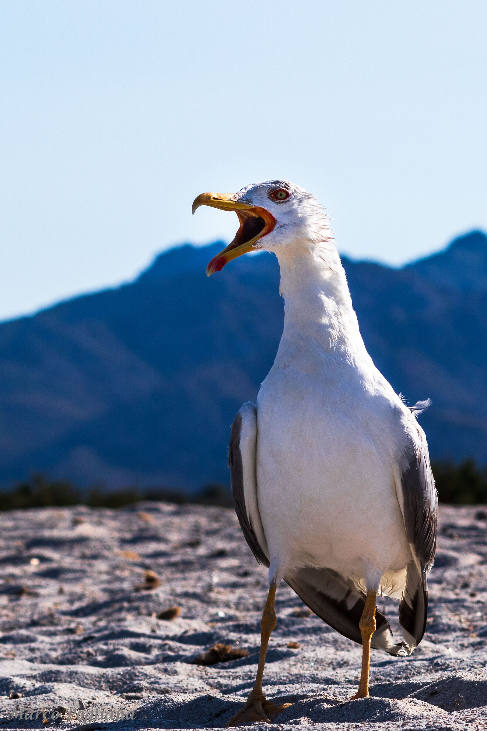 Who screams the most........