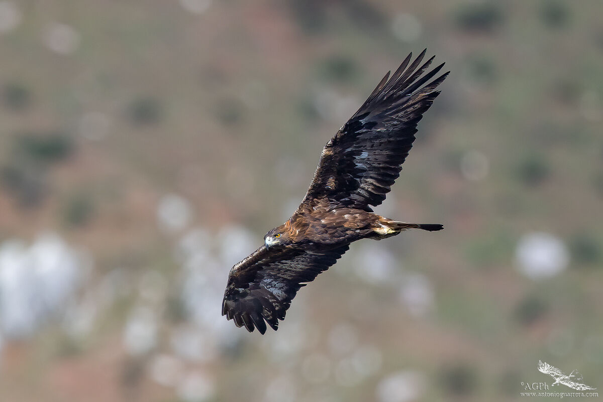 Aquila reale
