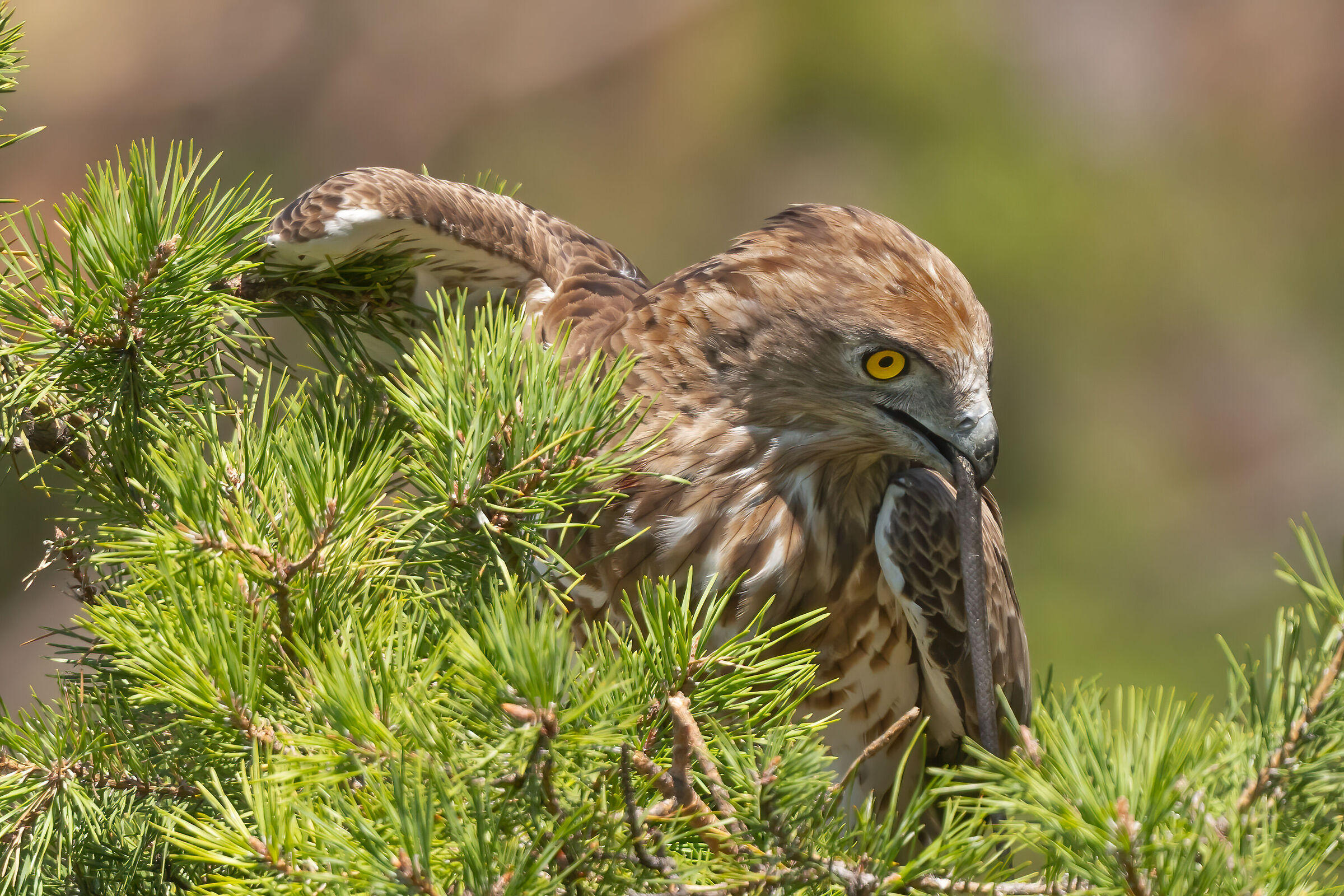 Harrier eagle