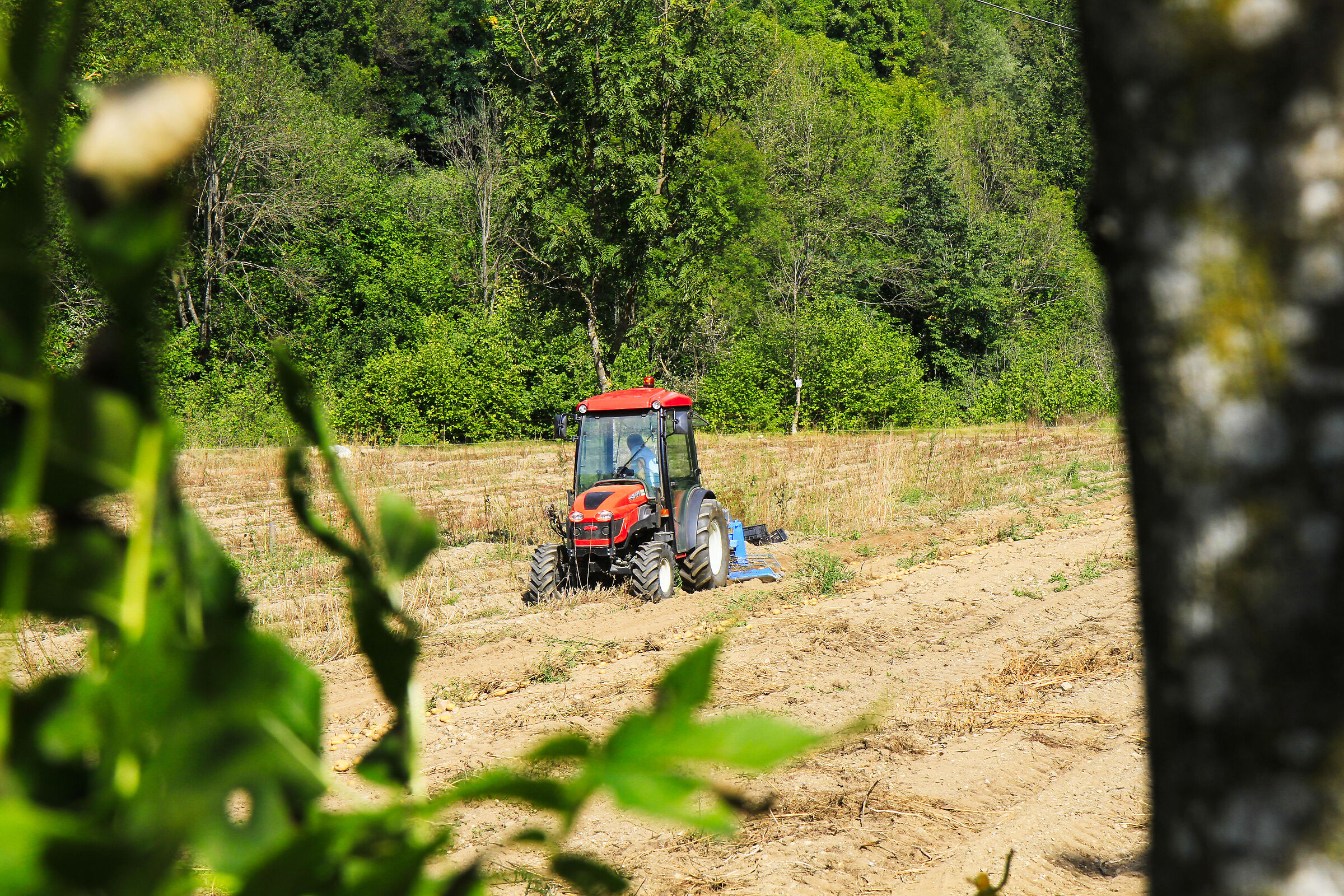 The potato harvest