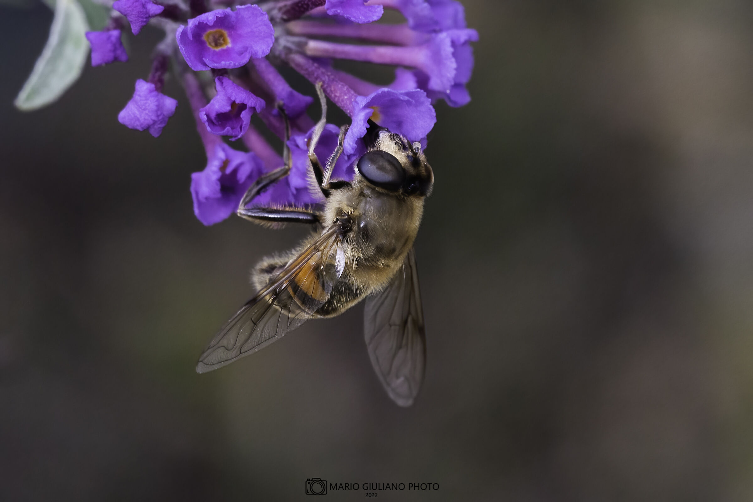 Eristalis tenax