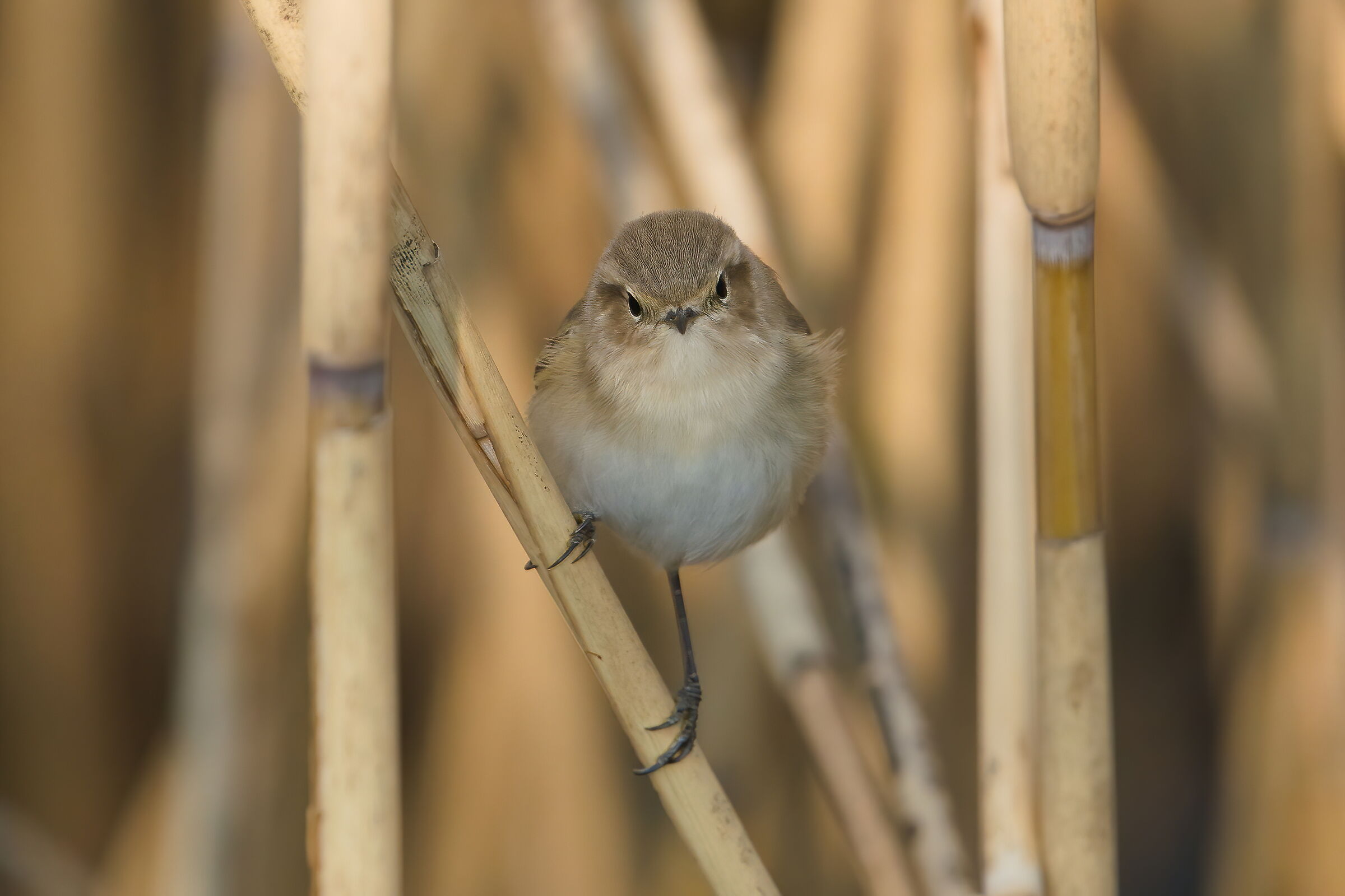 Chiffchaff