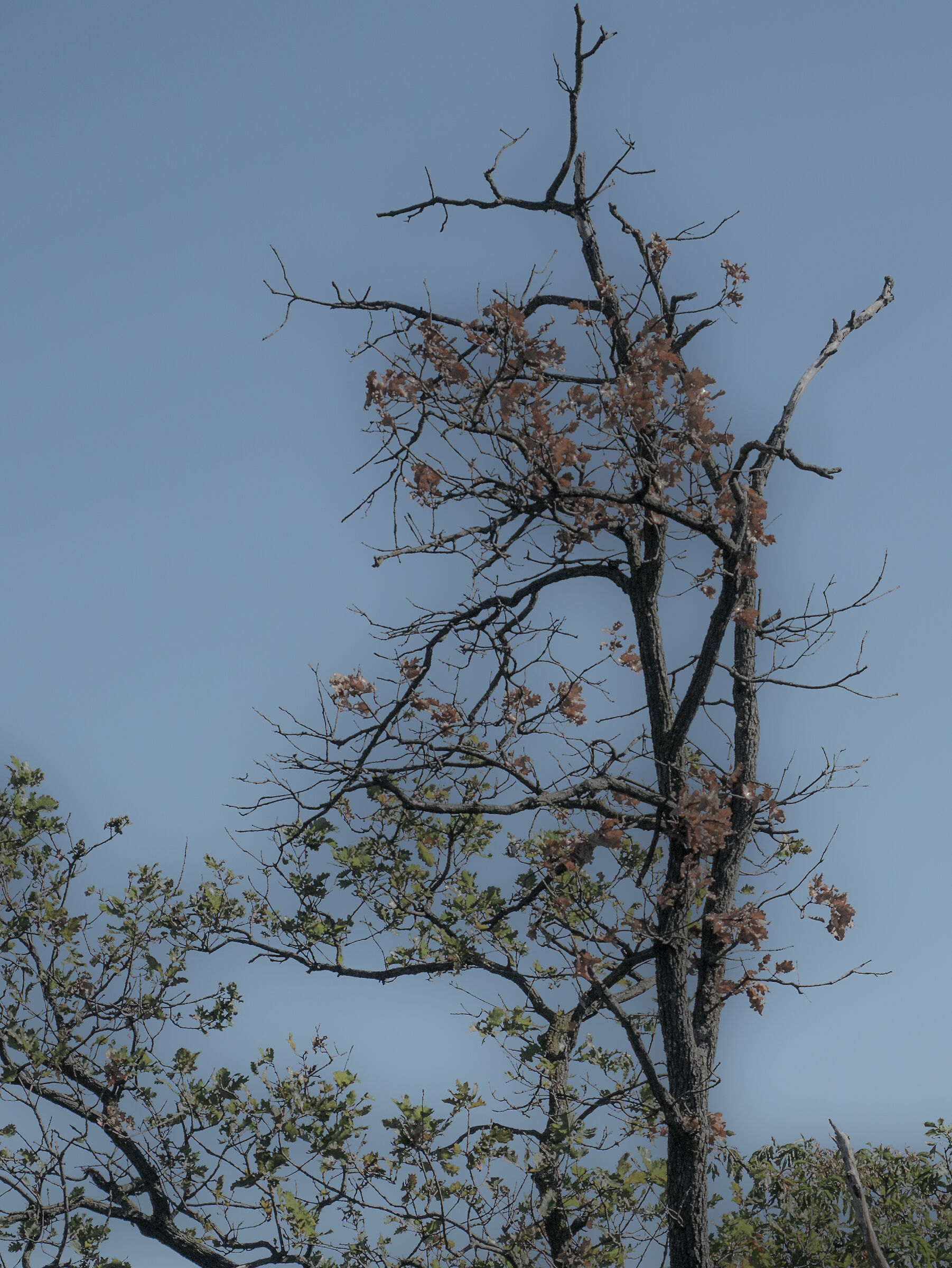 A postcard tree