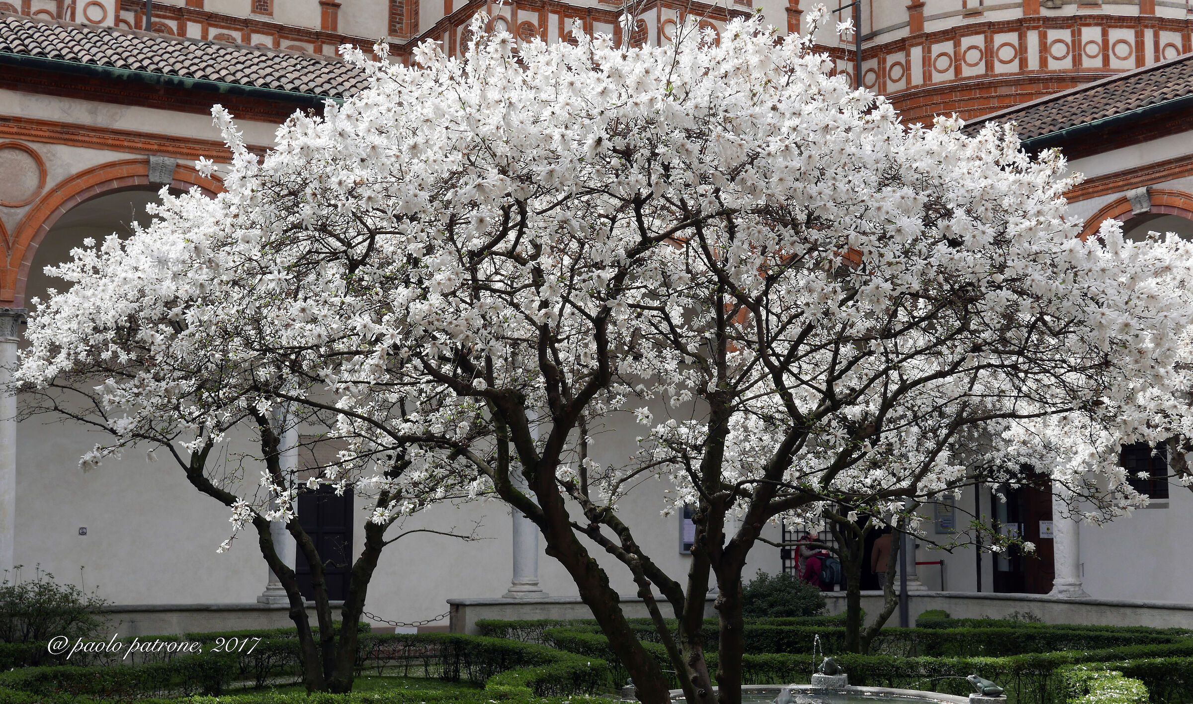 La camelie dei moschettieri