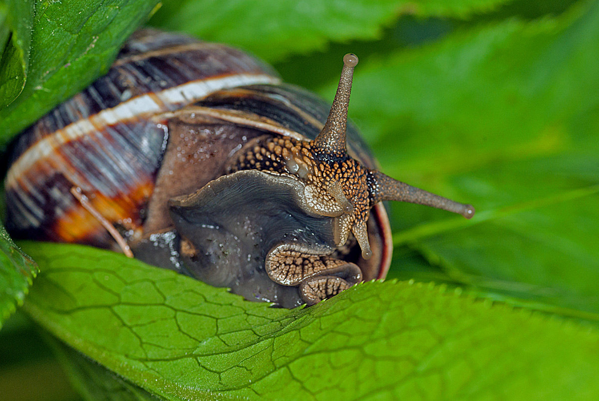 snail
