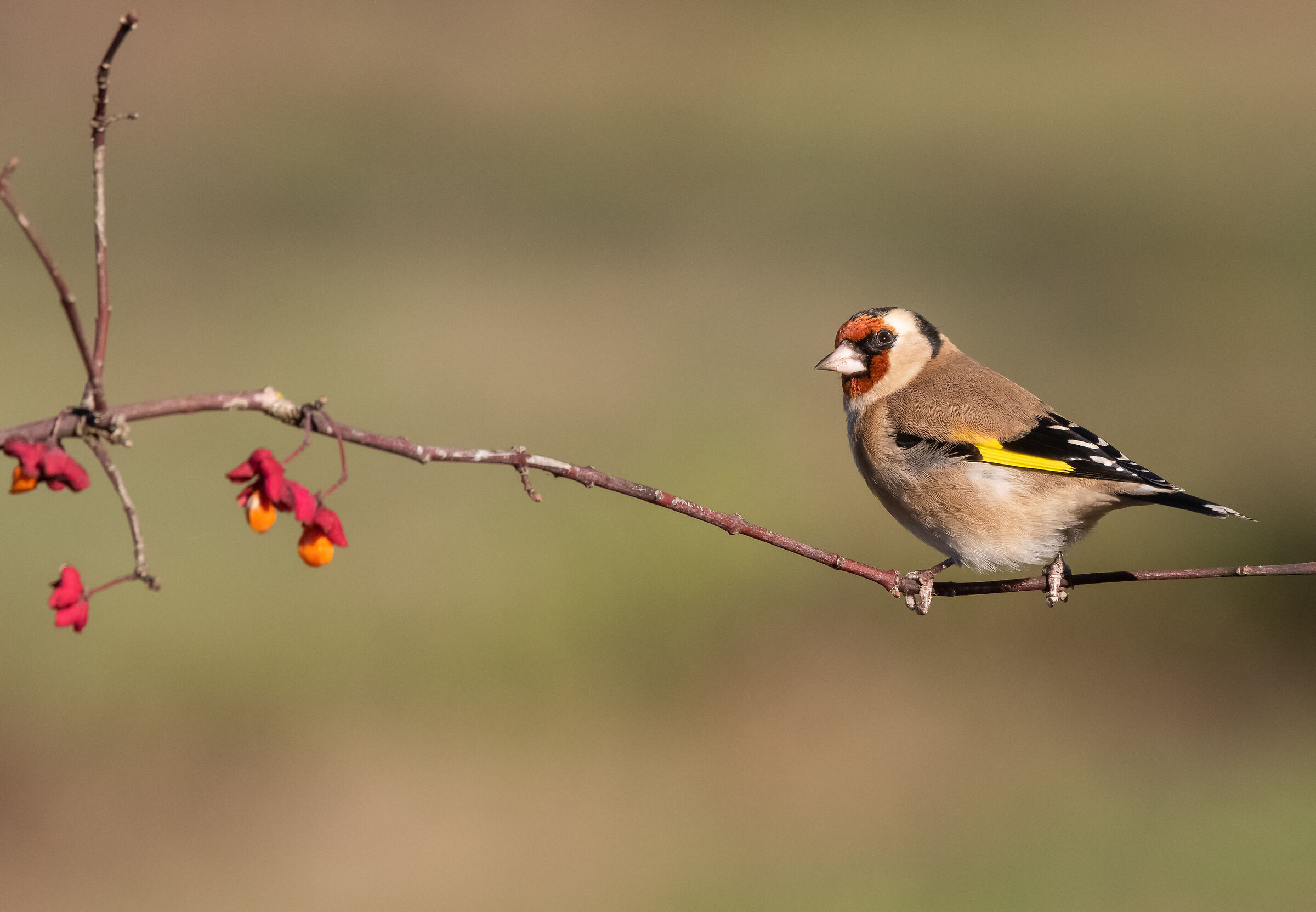 goldfinch
