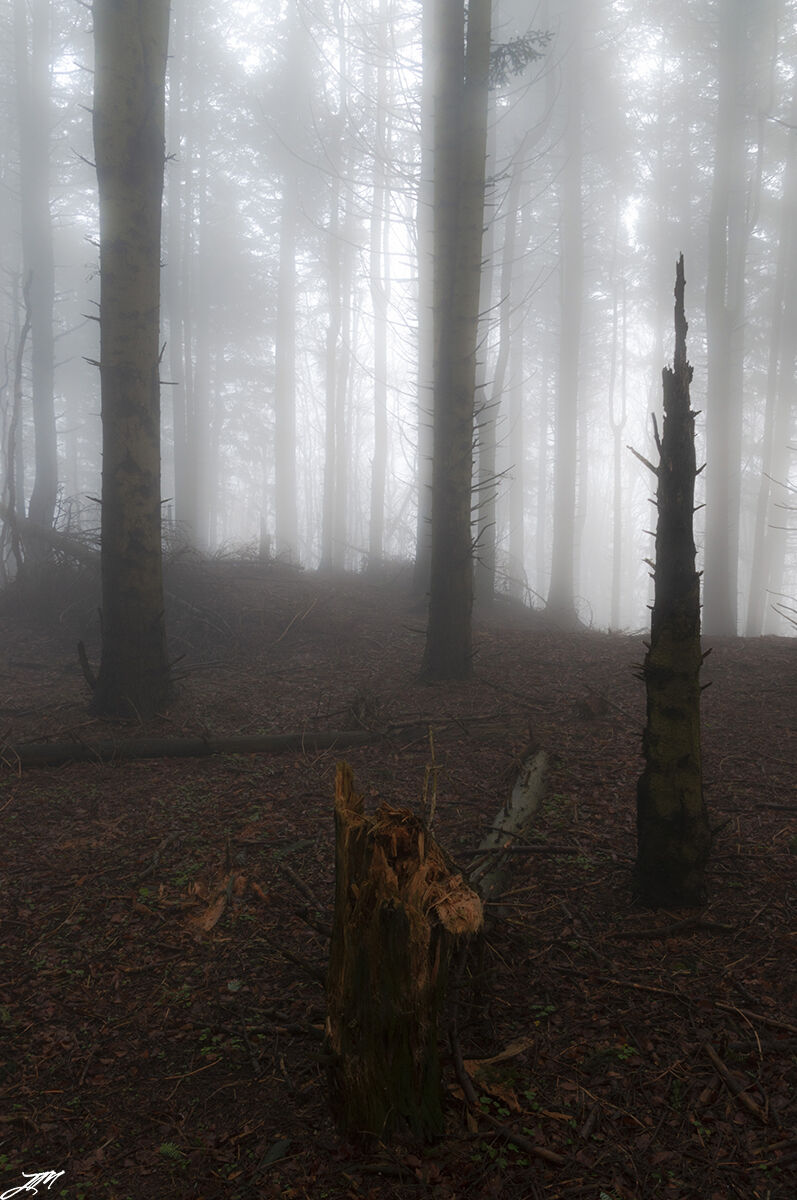 When fog seems to stop time