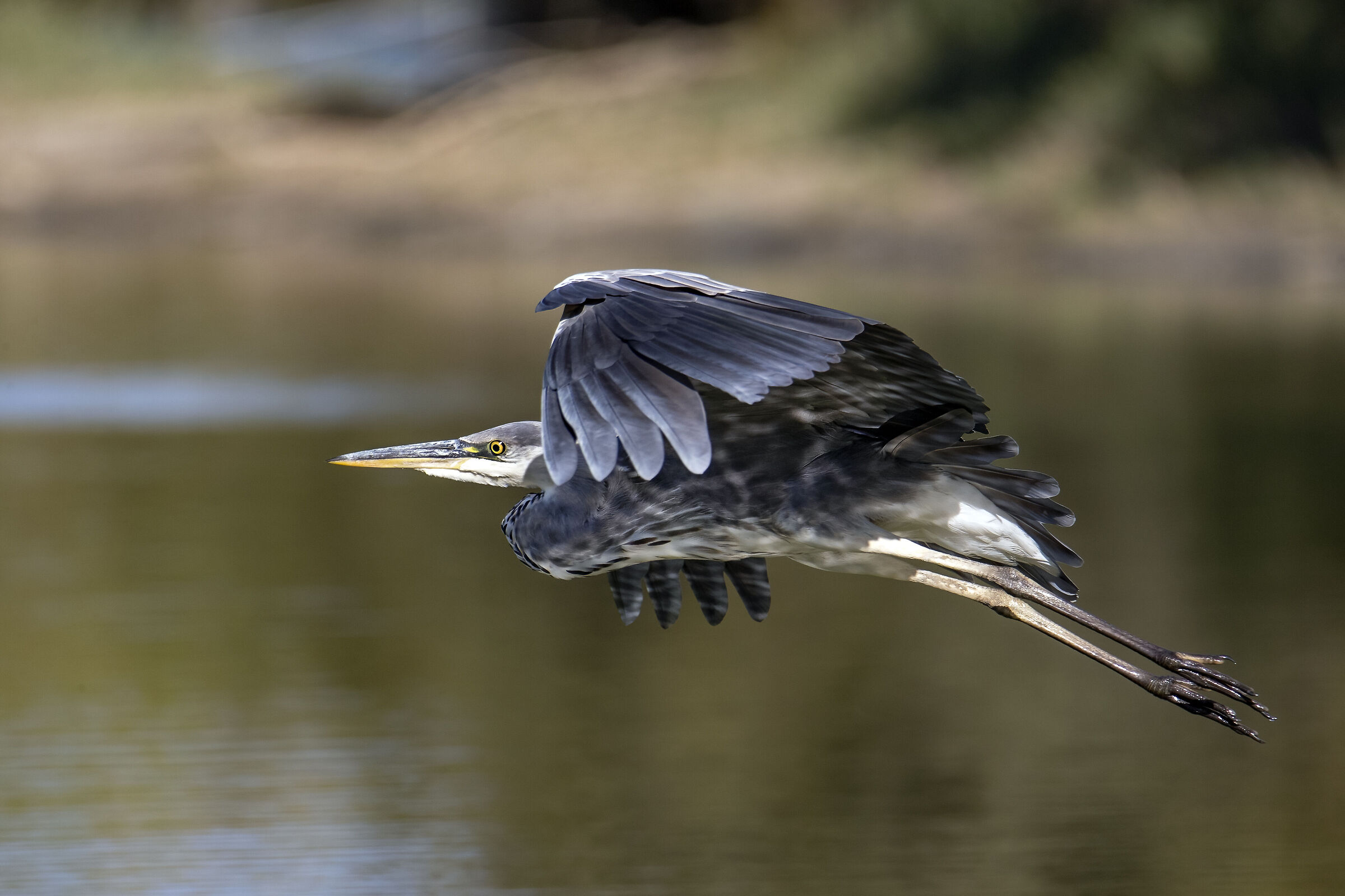 volo radente....