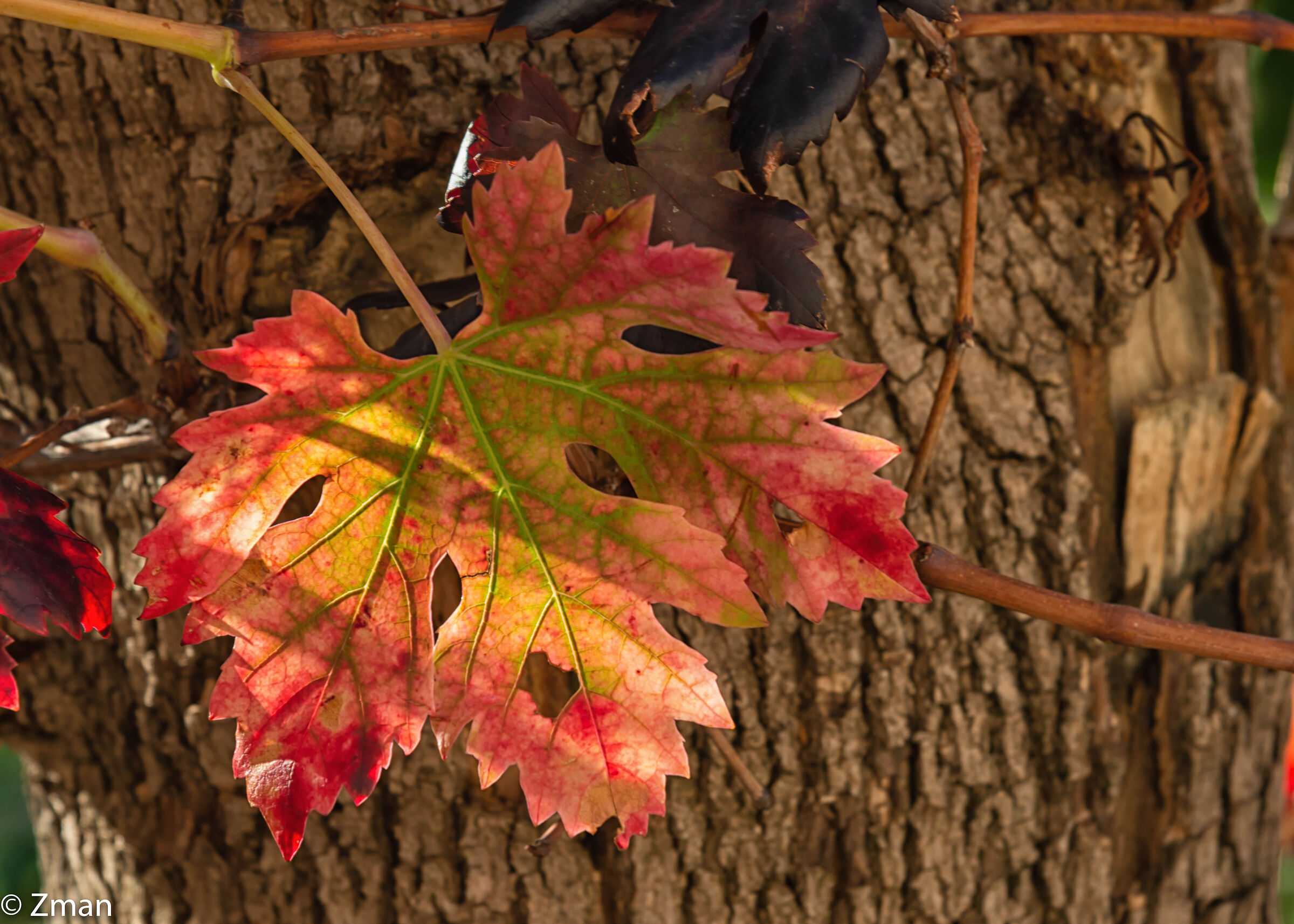 Foglia di vite d'uva