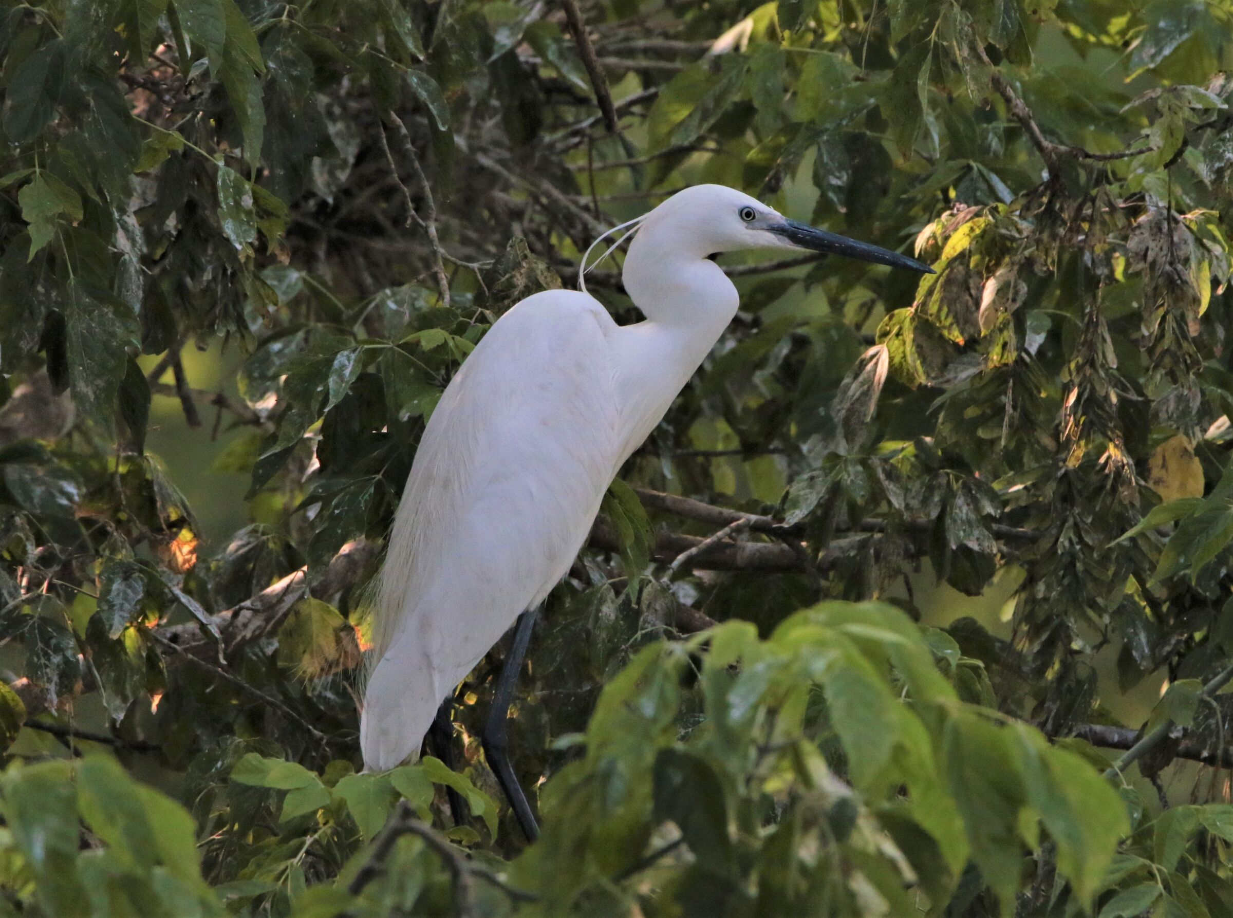 egret