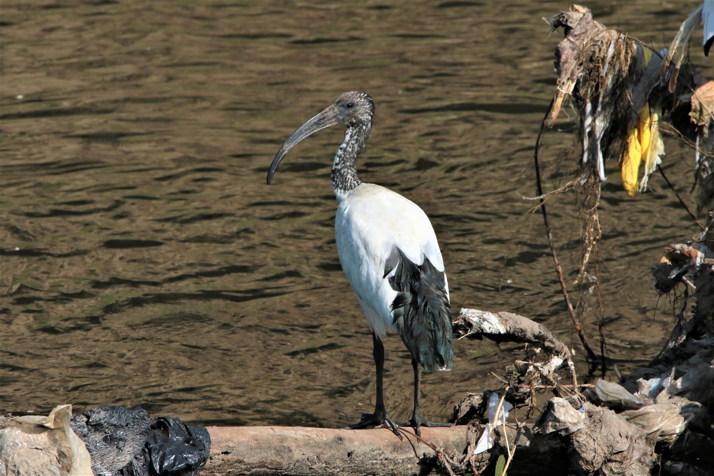 between sacred and profane