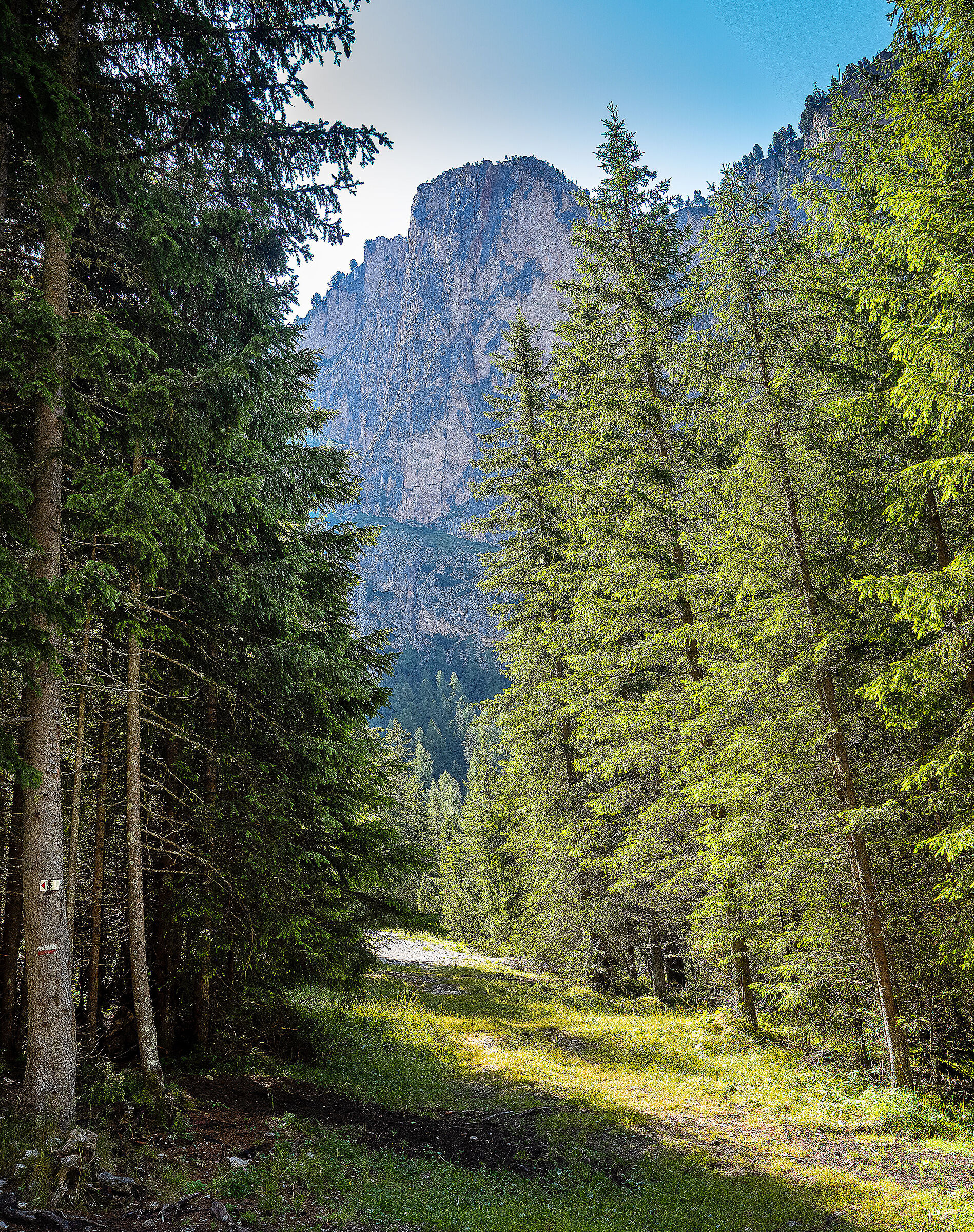 Dolomites - Forest