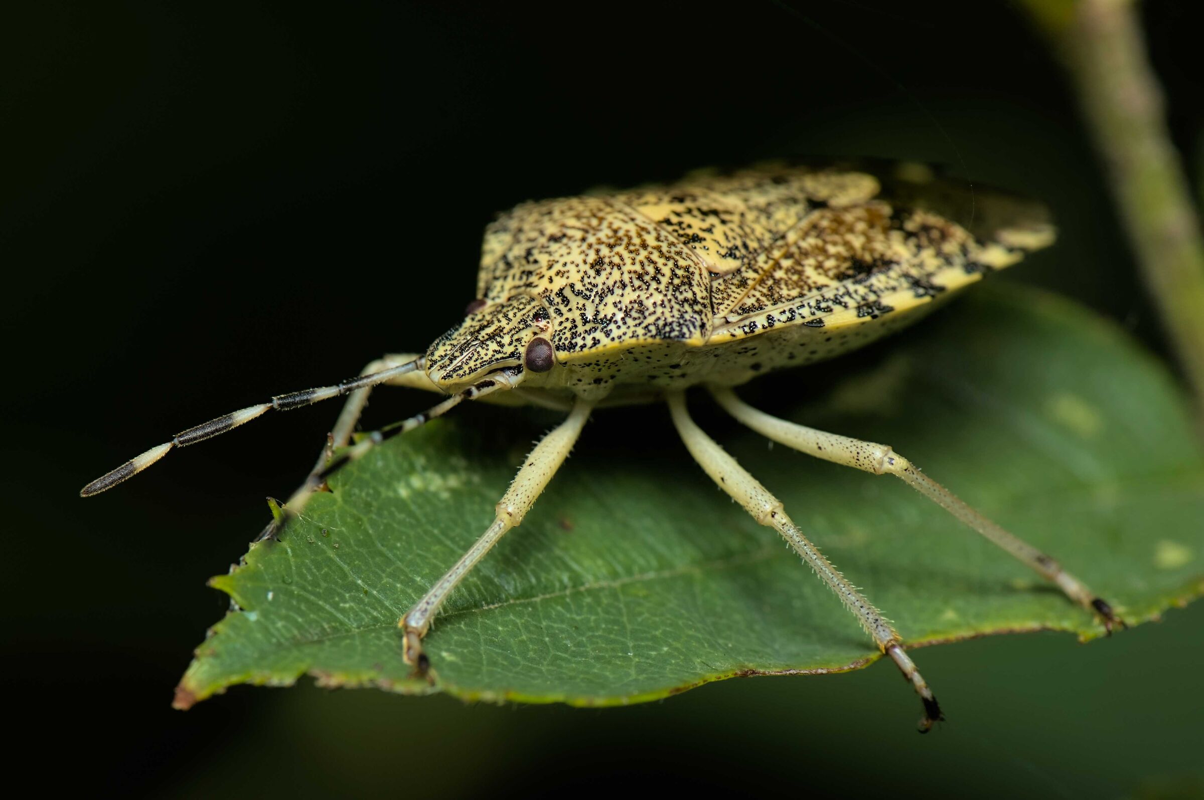 Rhaphigaster nebulosa