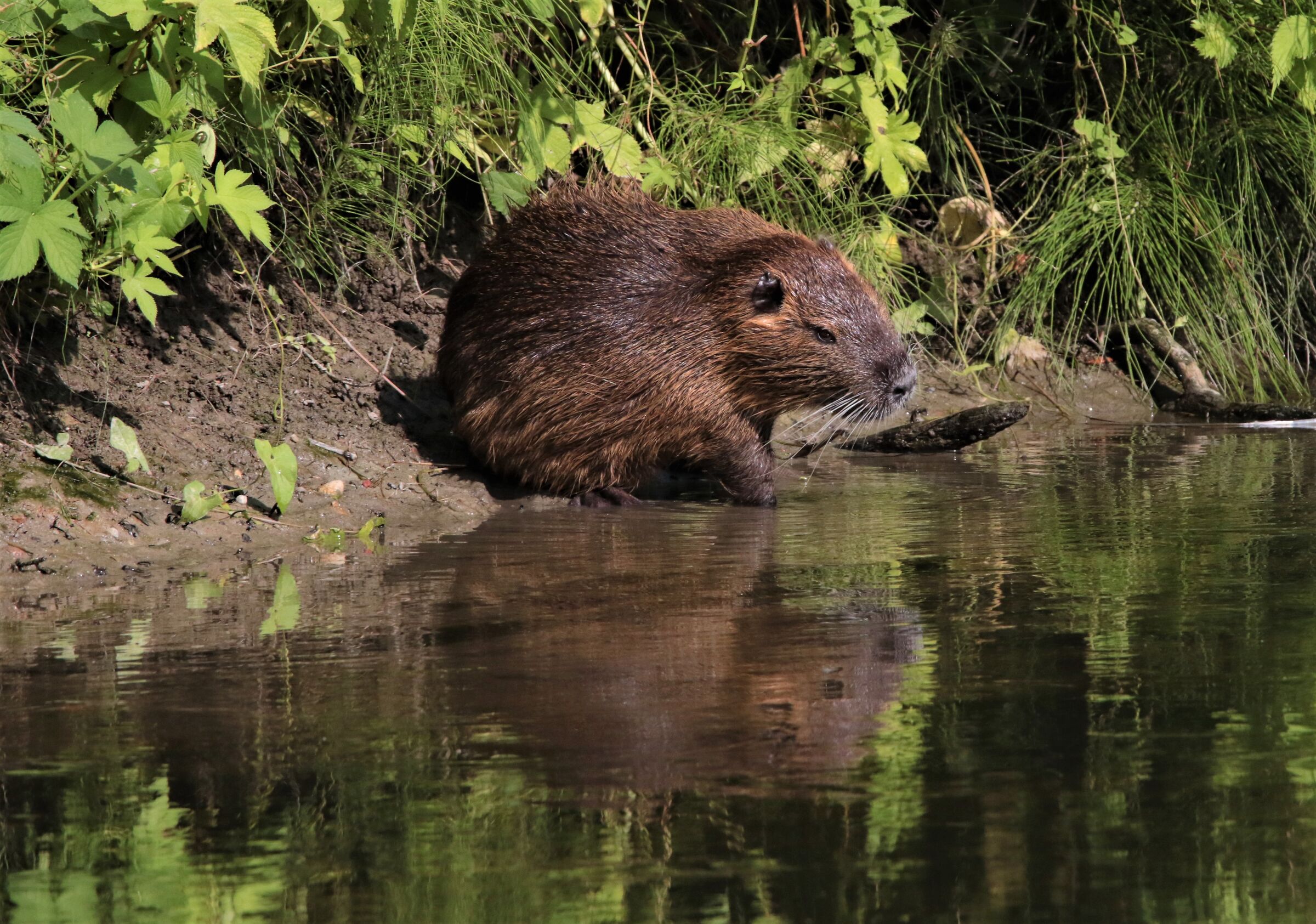 nutria"vulgaris"