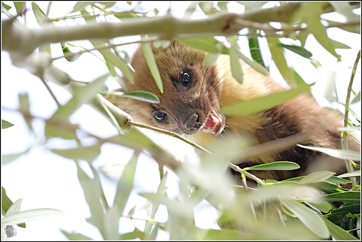 Marten