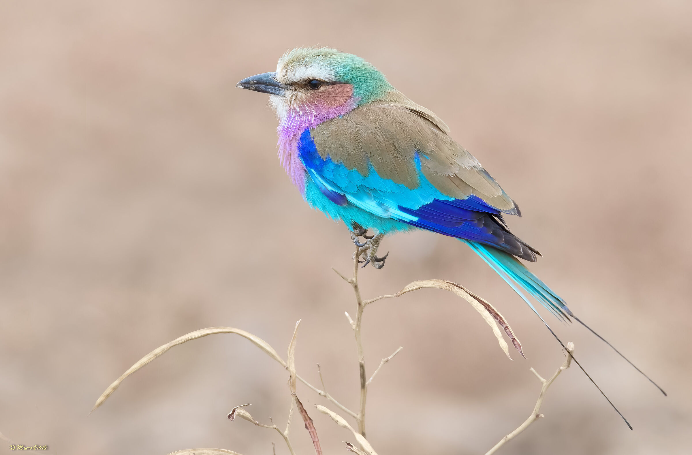 Turtle-breasted jay (Zambia)