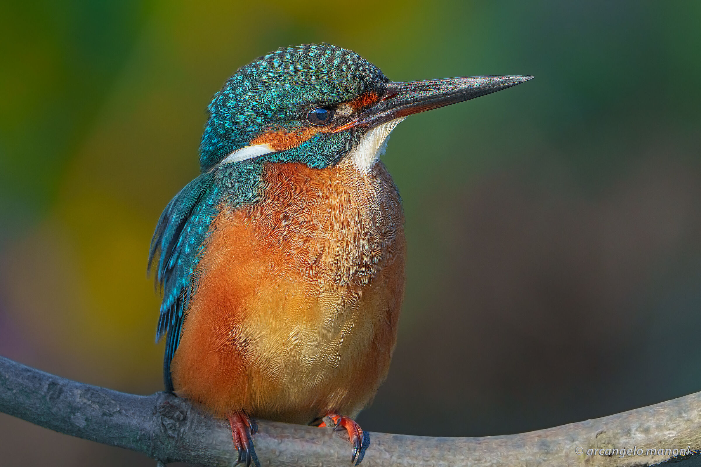 Chiaroscuro portrait