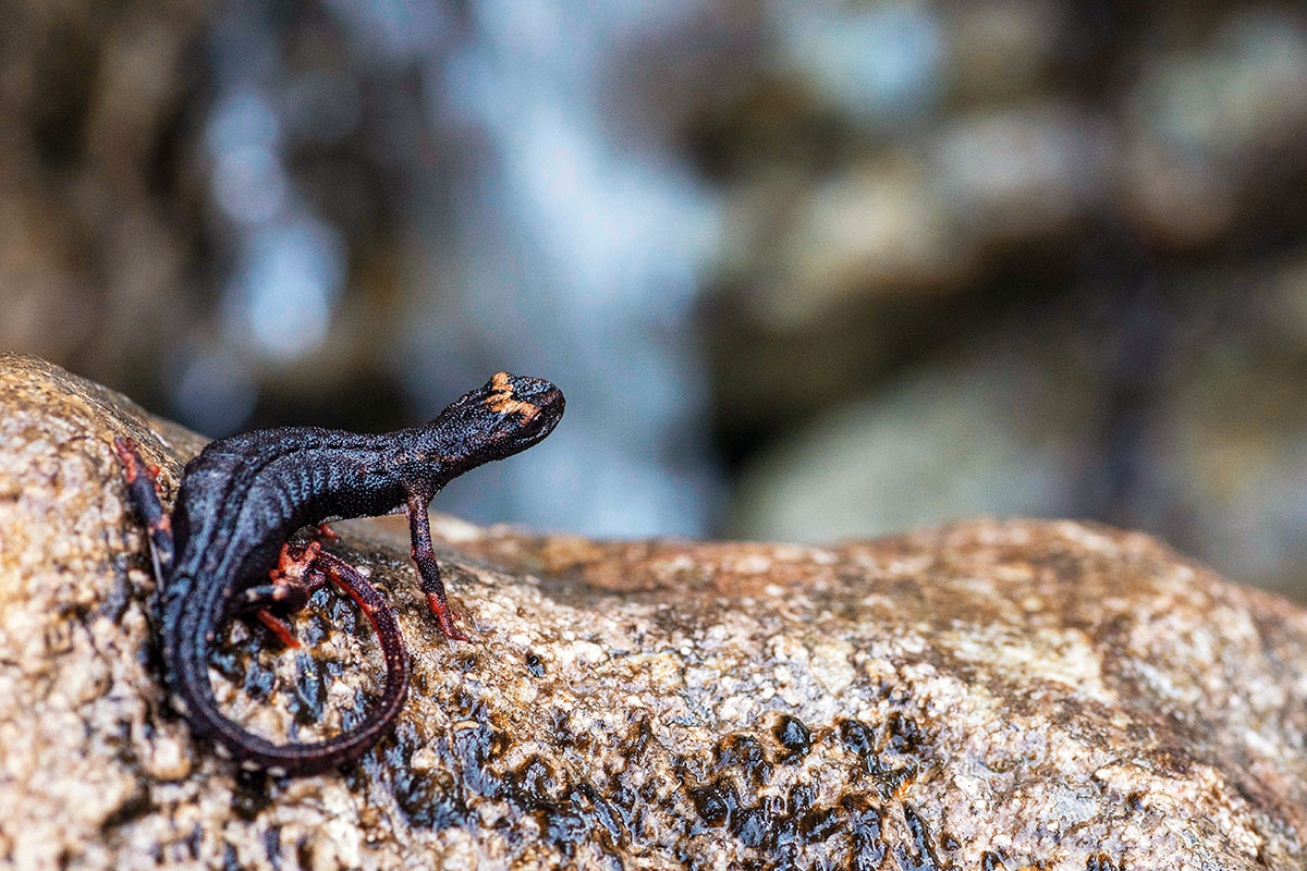 Salamandrina di Savi