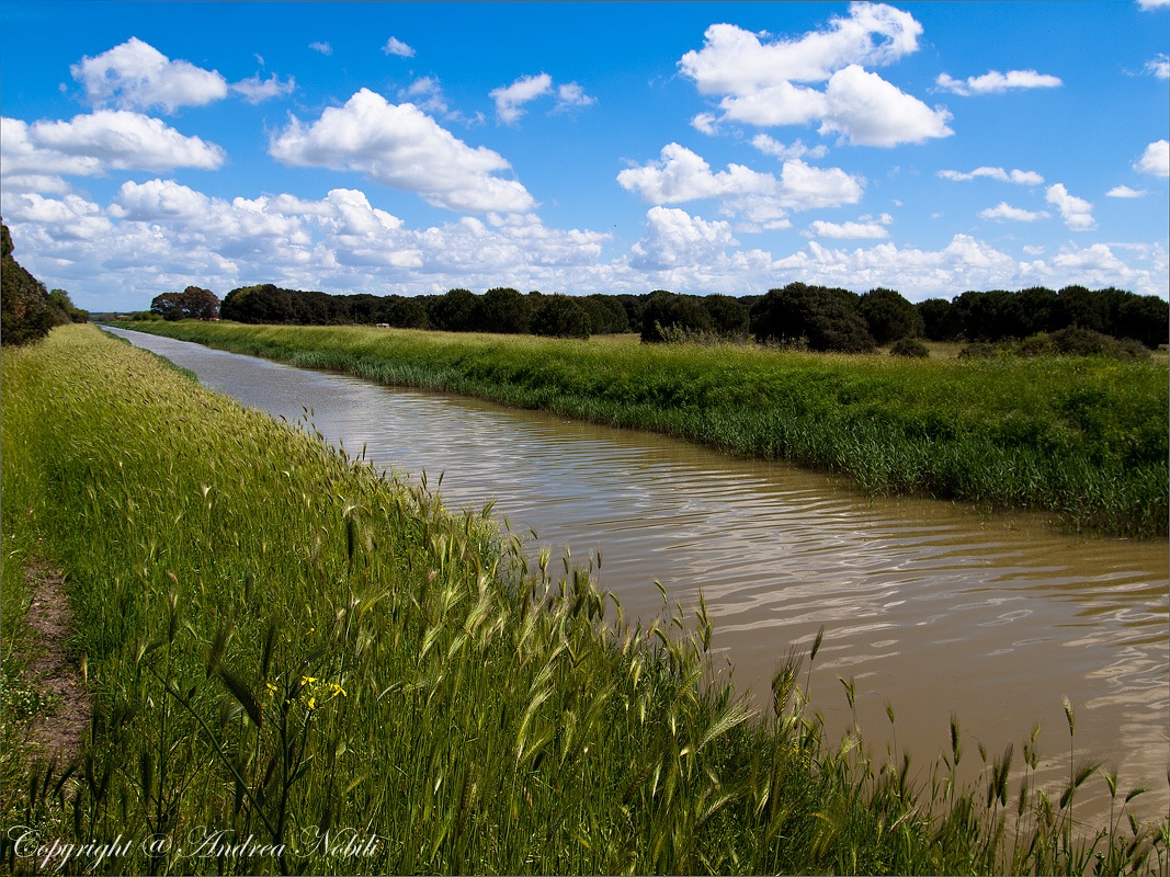 Natural oasis Macchiagrande (Fiumicino)