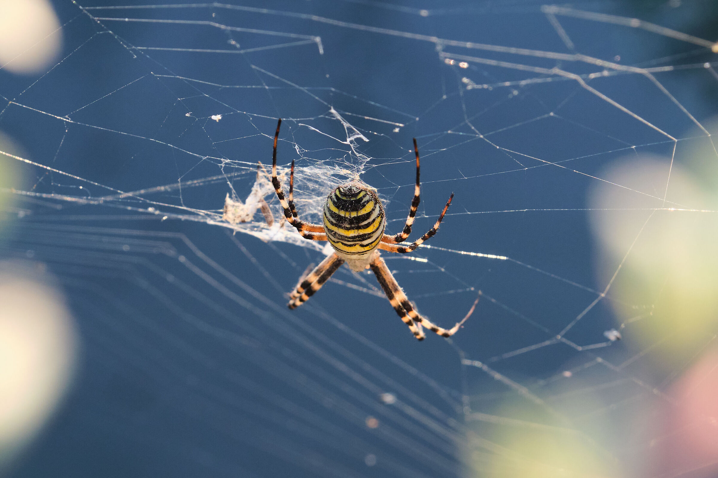 Wasp spider