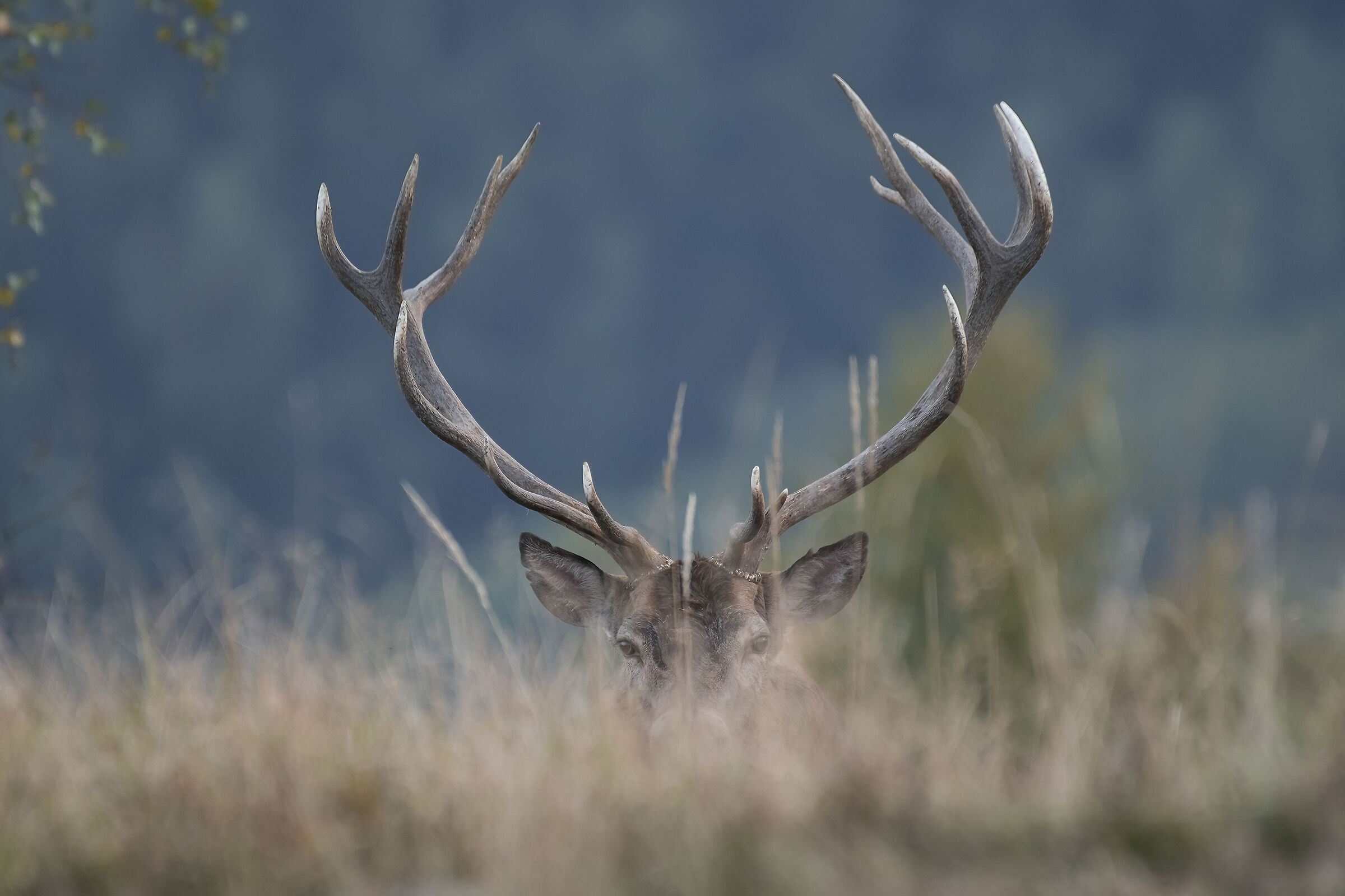 L'incoronazione del re