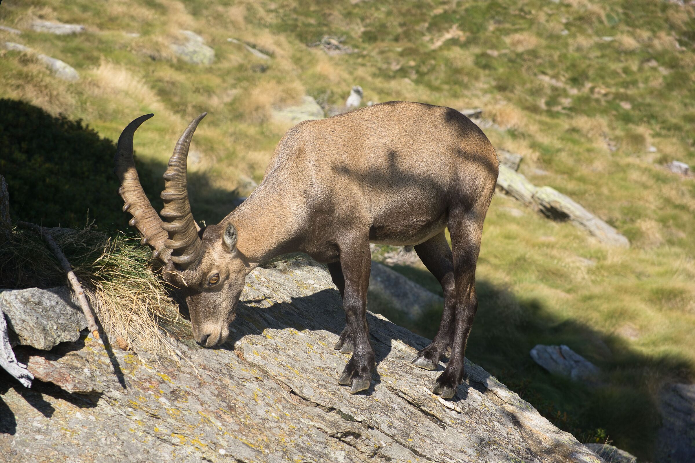 ibex