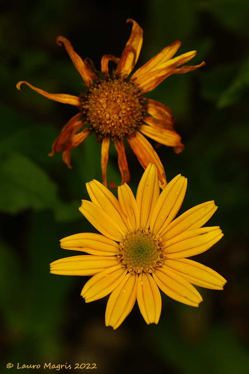 Buphthalmum salicifolium