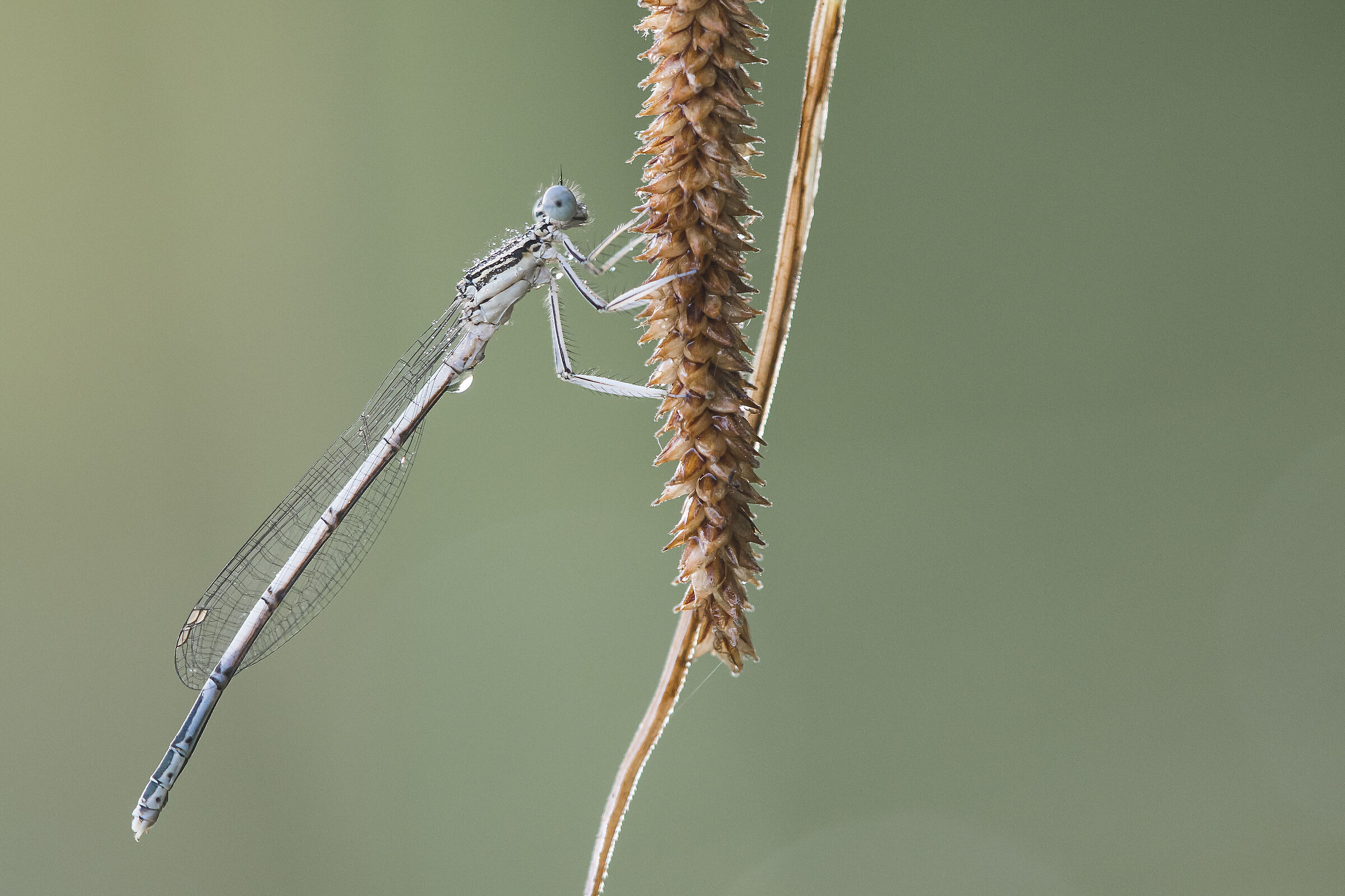 Zampalarga (Platycnemis pennipes)