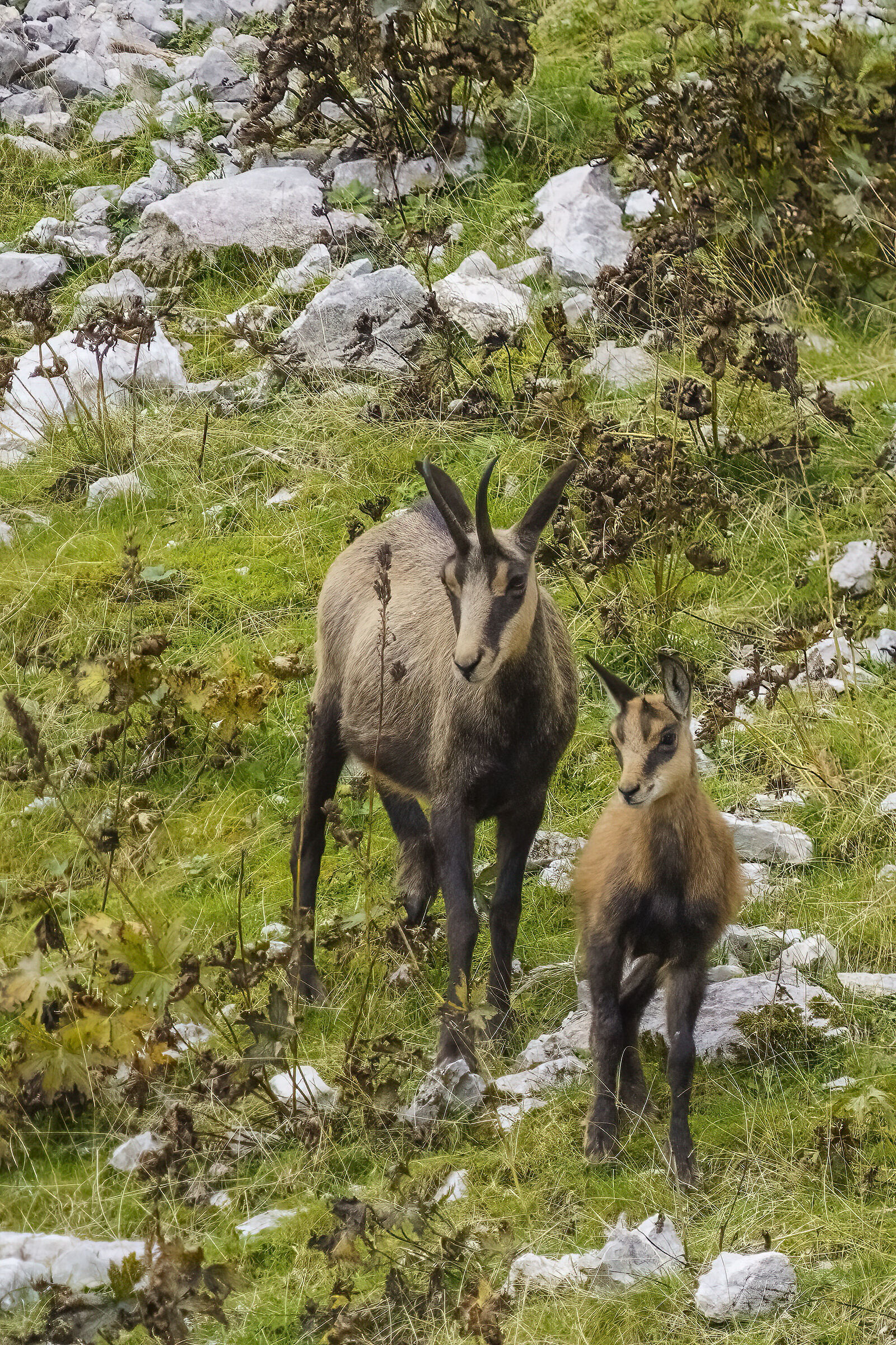 Camosci mamma e cucciolo