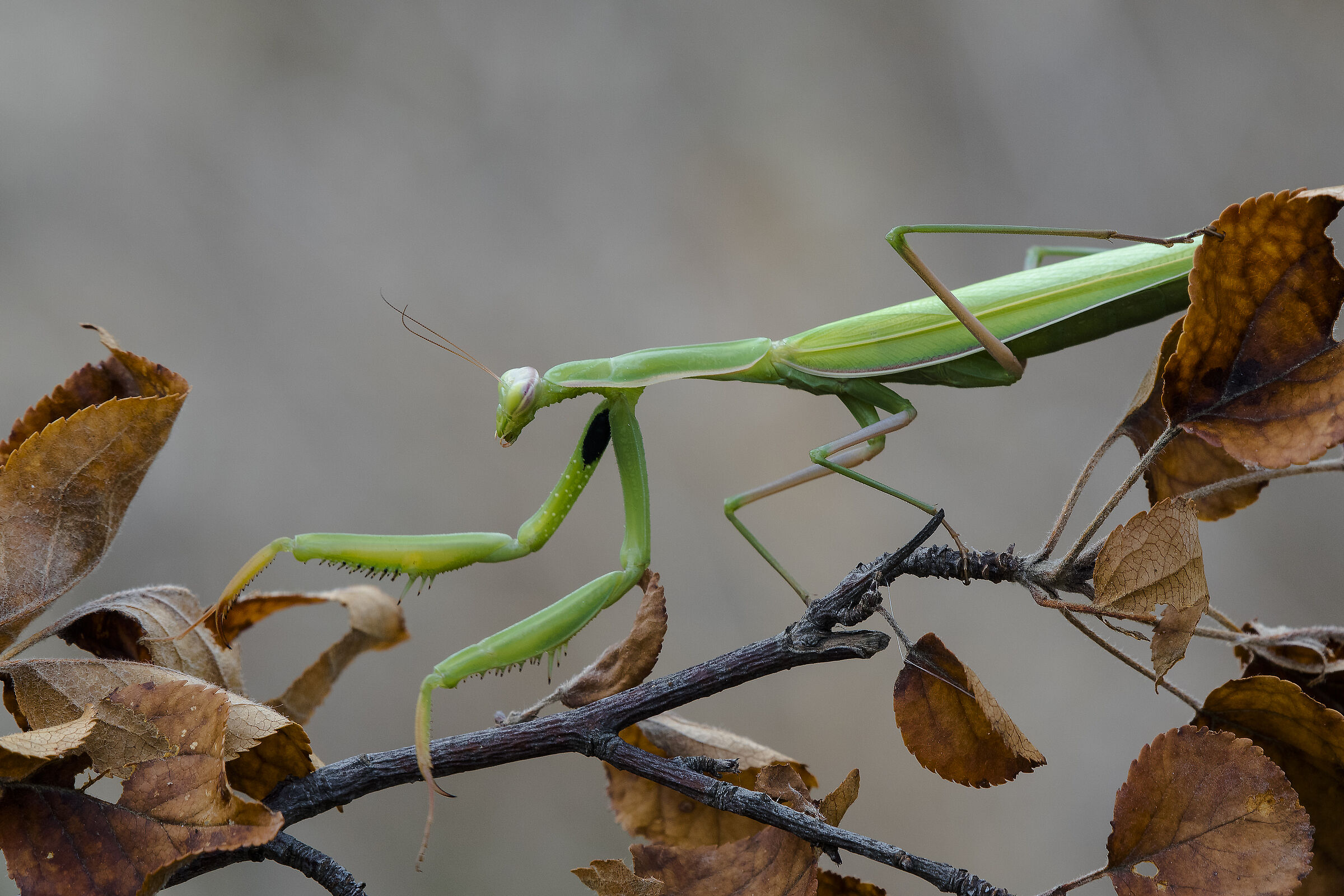 Mantide (Mantis religiosa Linnaeus, 1758)