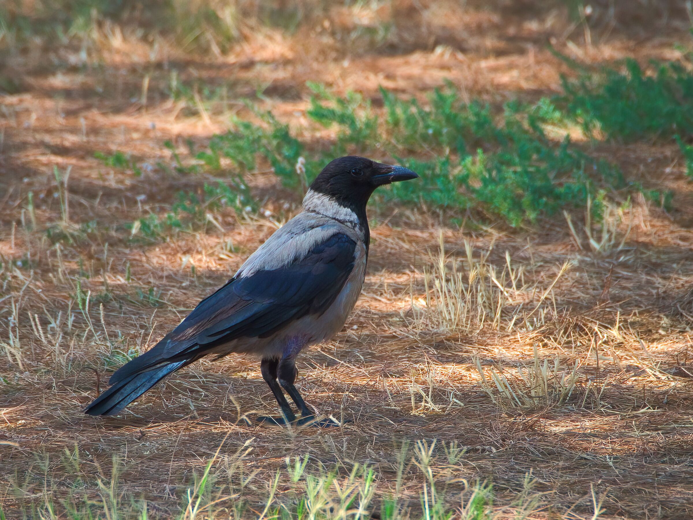 Hooded crow