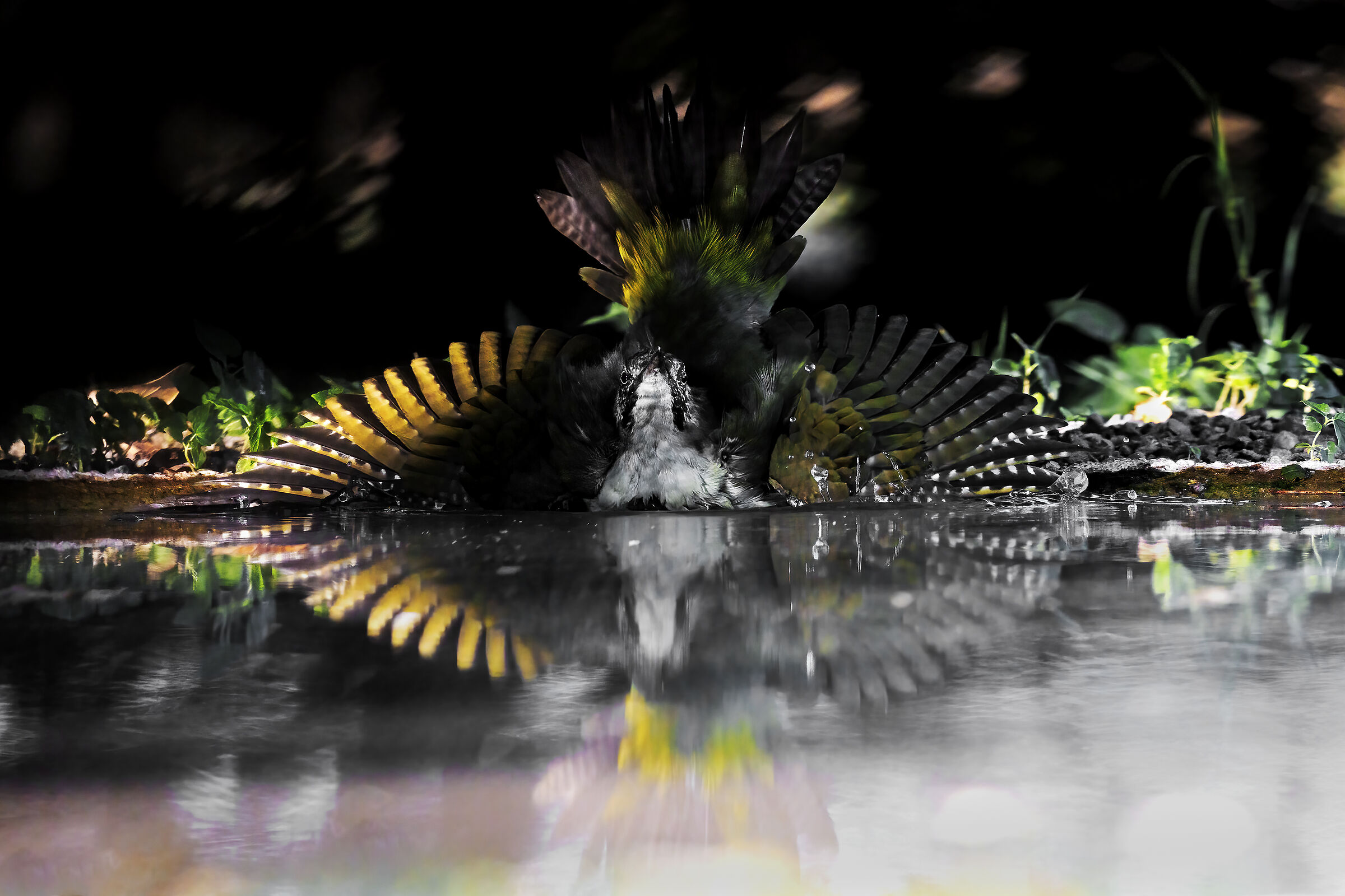 Picchio verde femmina juv.